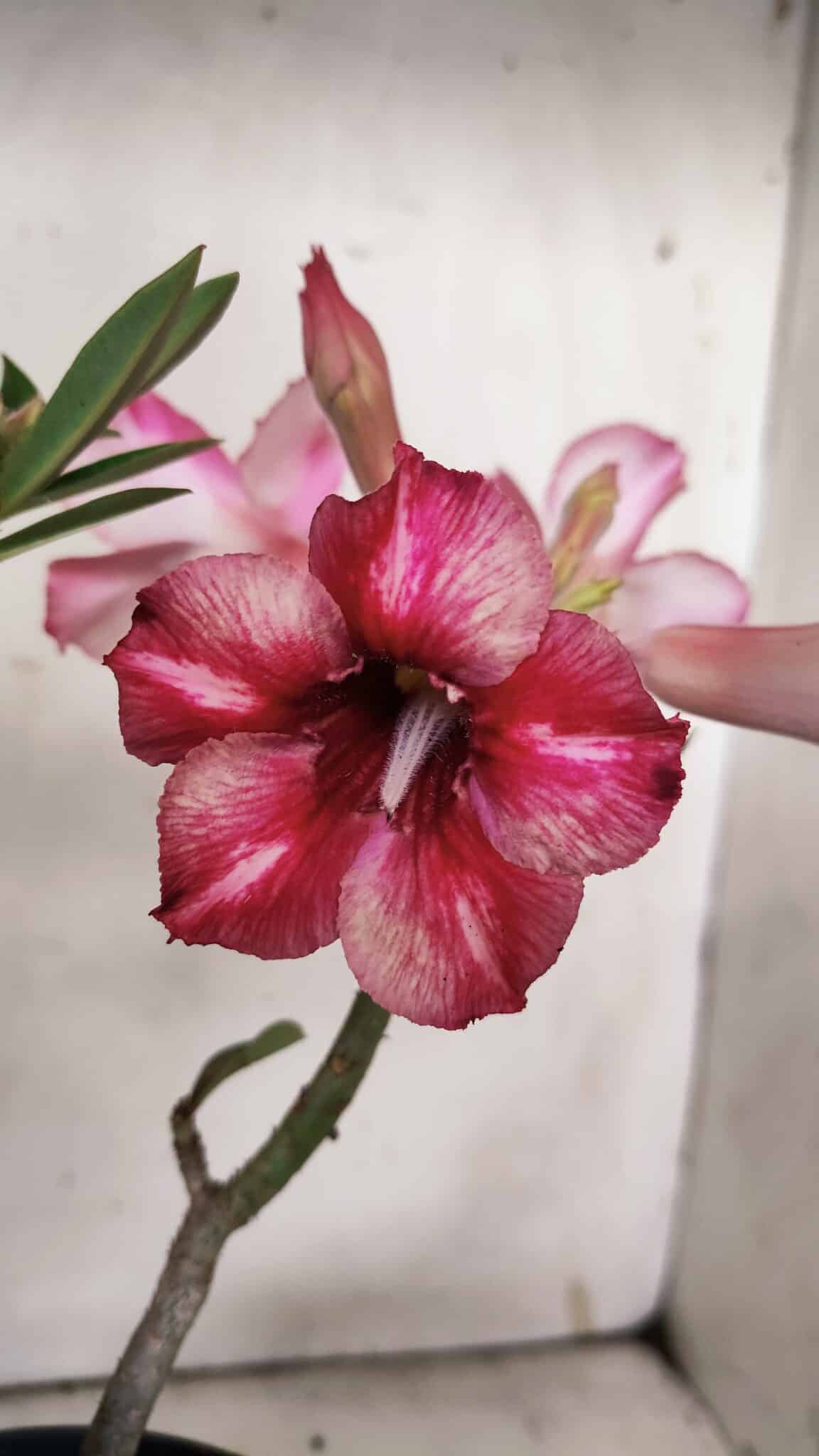Planta Simples 2867  – 35cm – 03 anos
