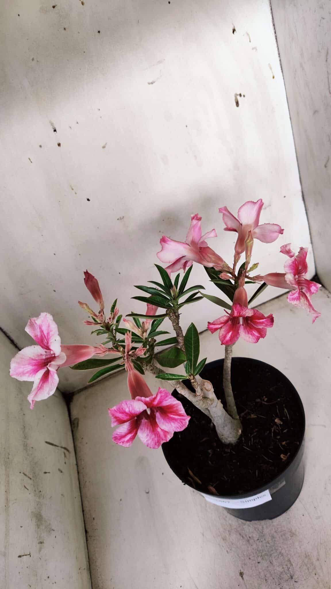 Planta Simples 2867  – 35cm – 03 anos