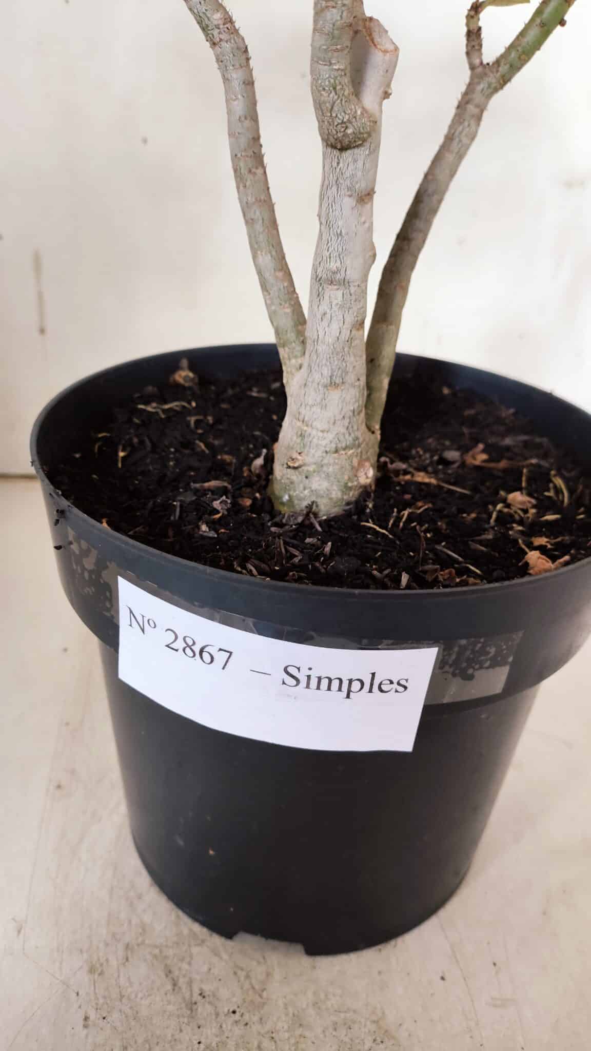Planta Simples 2867  – 35cm – 03 anos