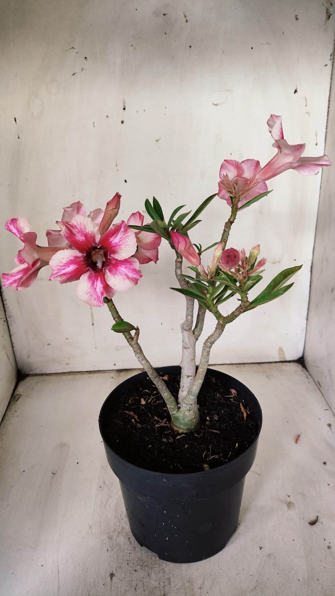 Planta Simples 2867  – 35cm – 03 anos