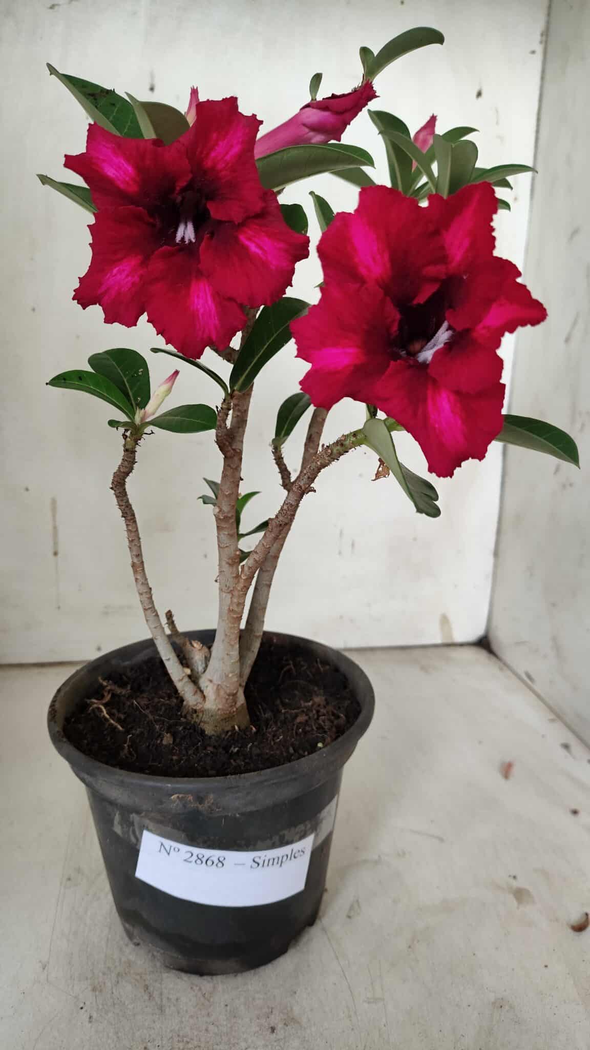 Planta Simples 2868  – 30cm – 02 anos