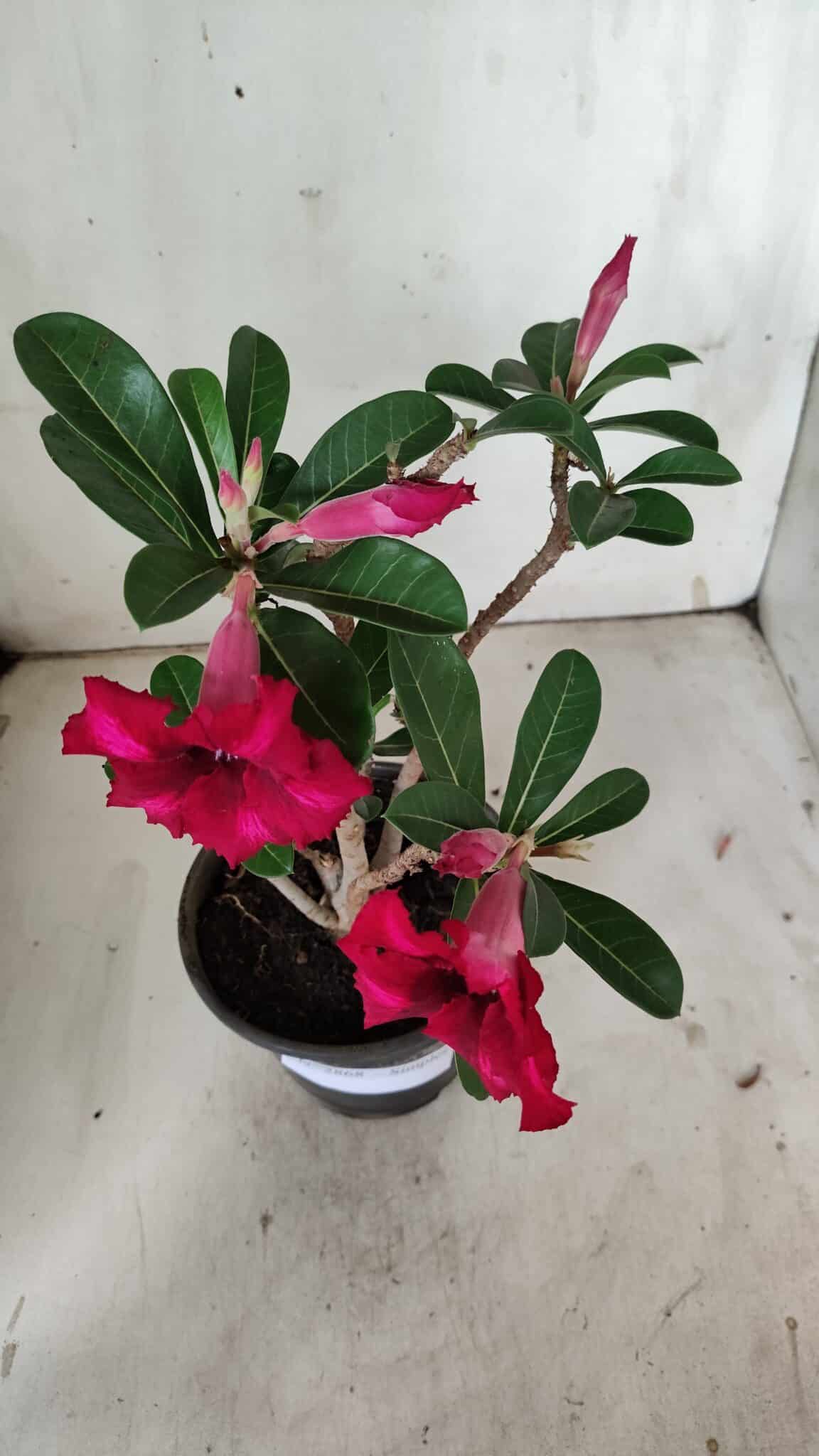 Planta Simples 2868  – 30cm – 02 anos