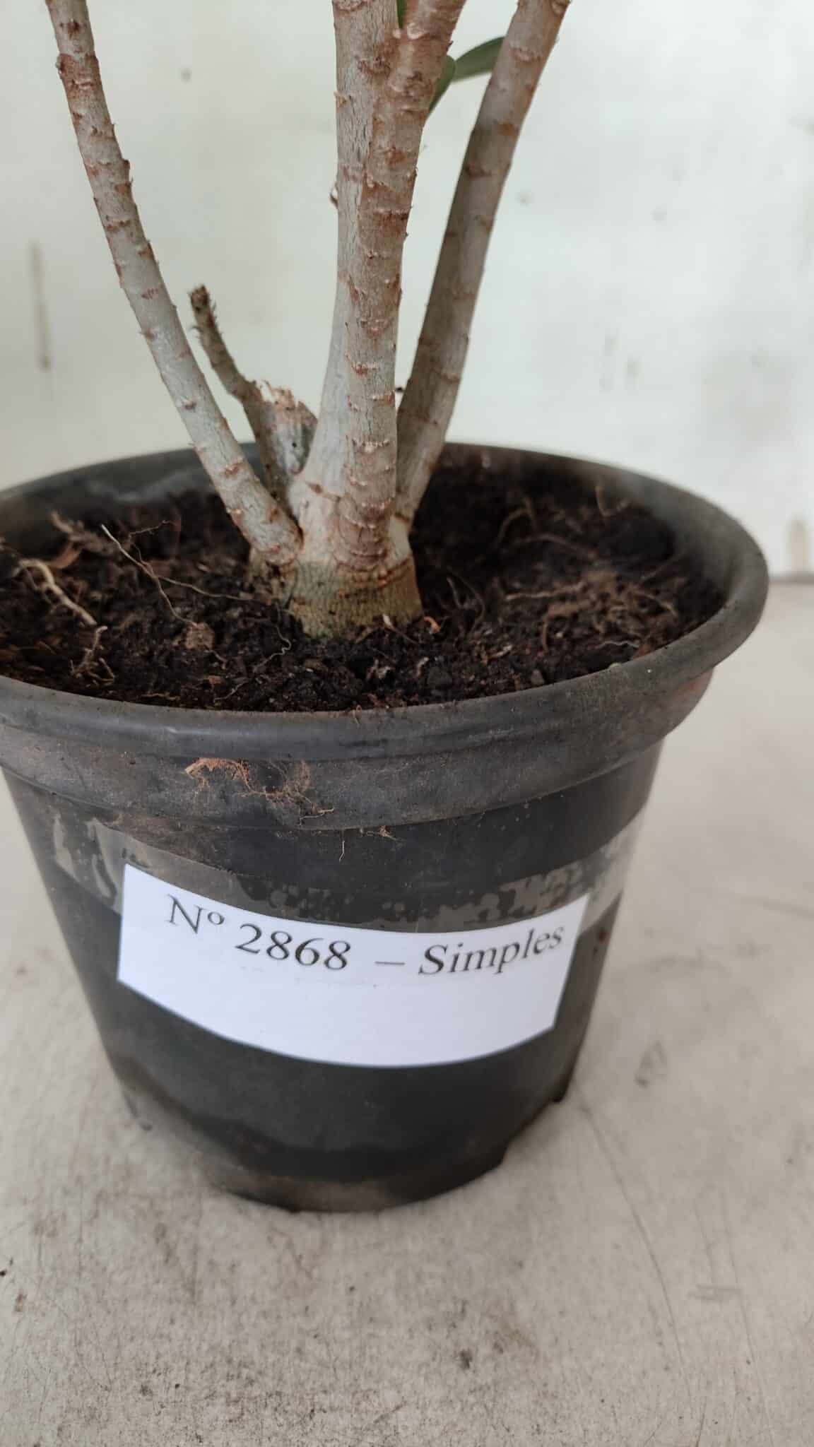 Planta Simples 2868  – 30cm – 02 anos