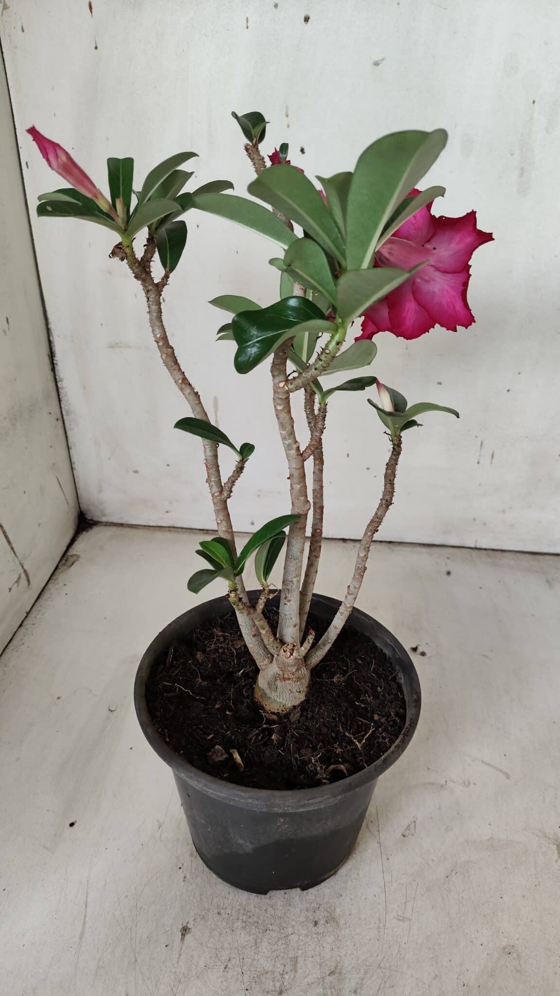 Planta Simples 2868  – 30cm – 02 anos