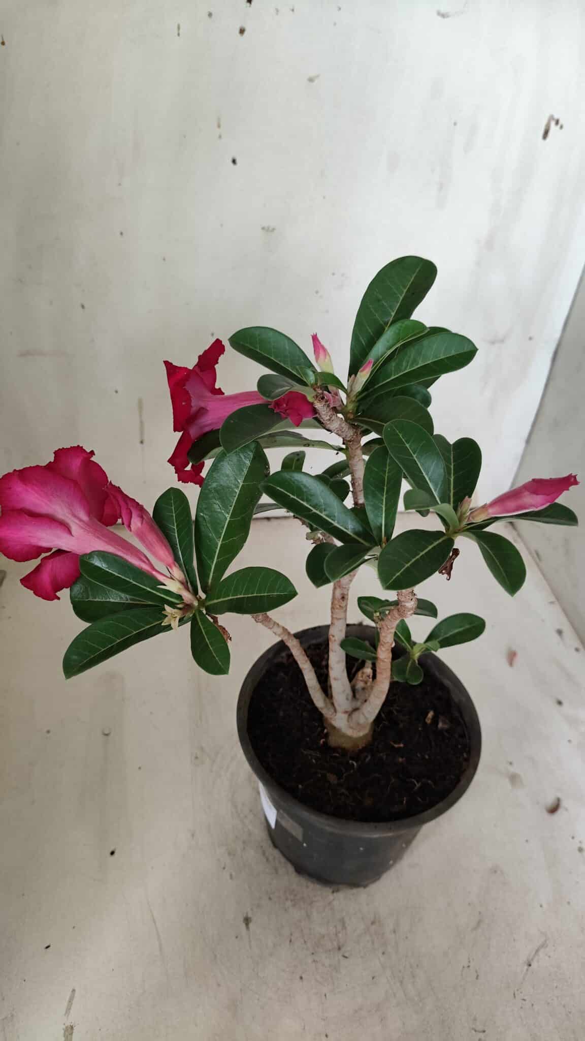 Planta Simples 2868  – 30cm – 02 anos