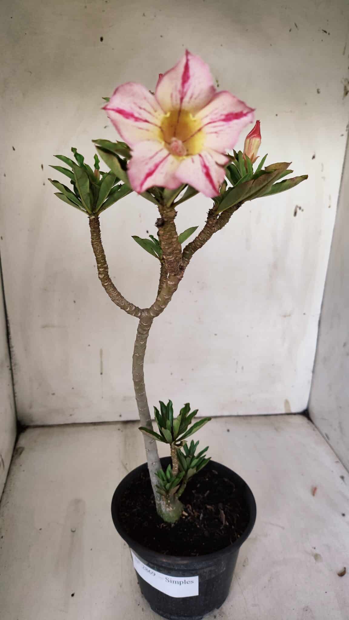 Planta Simples 2869  – 30cm – 02 anos