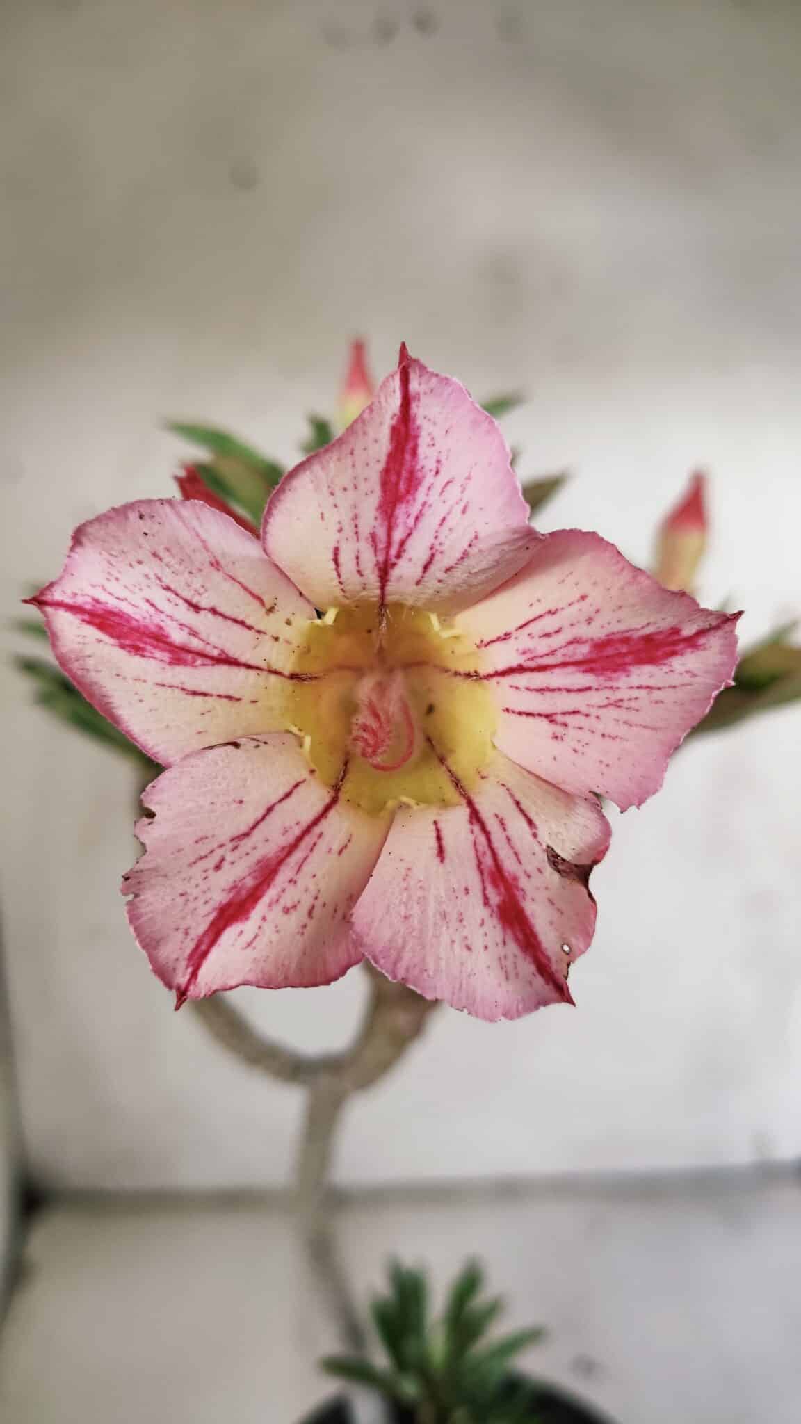 Planta Simples 2869  – 30cm – 02 anos