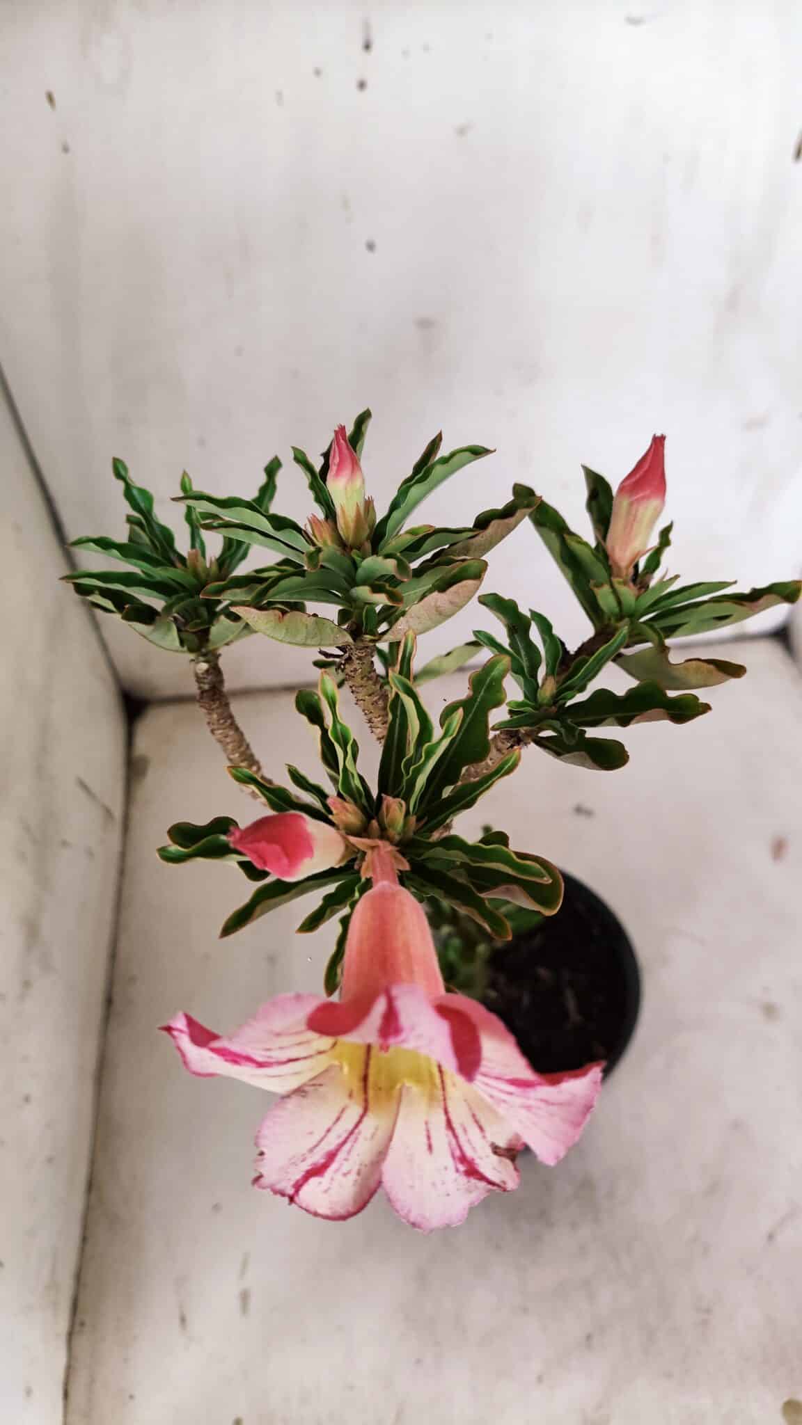 Planta Simples 2869  – 30cm – 02 anos
