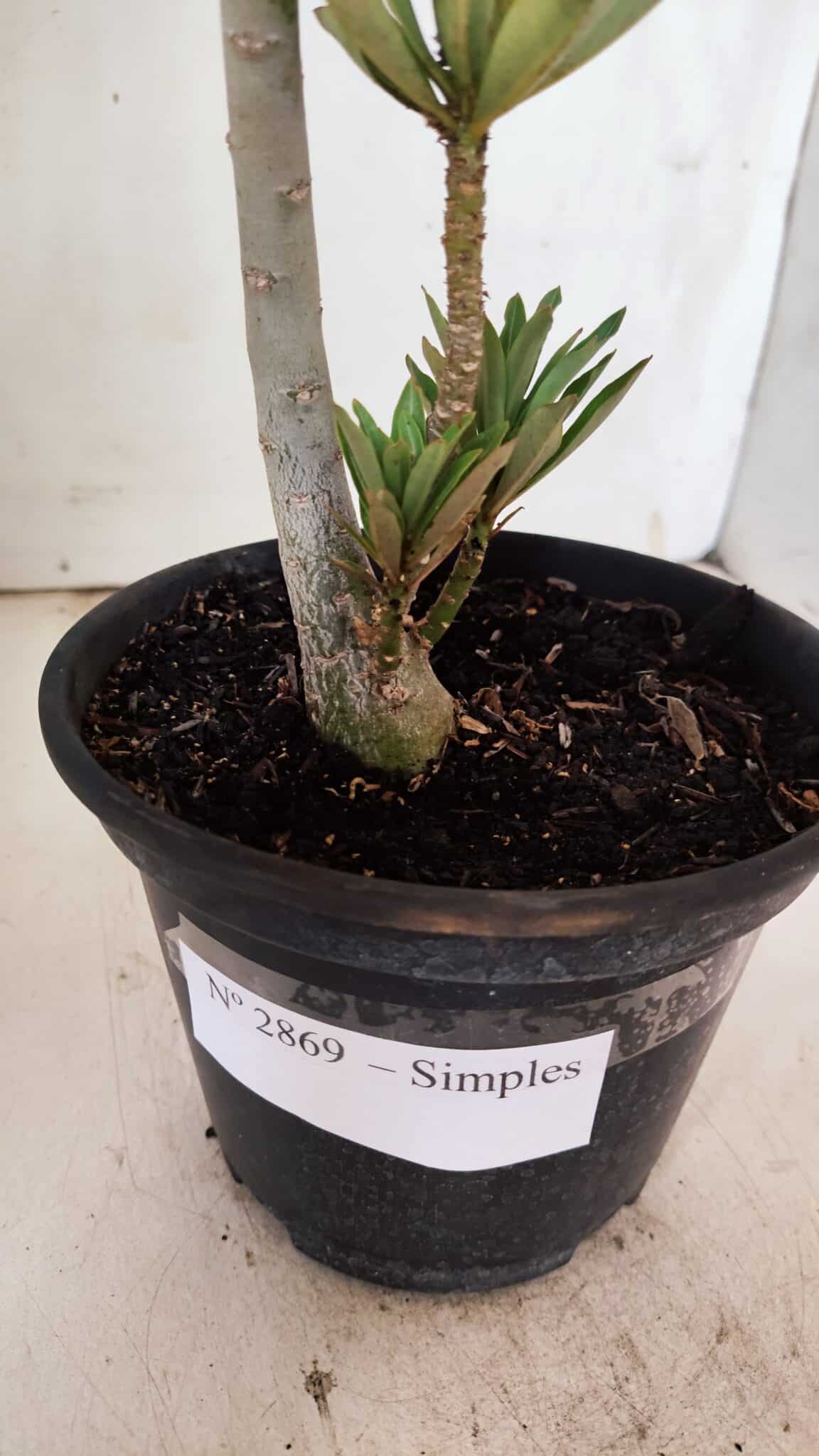 Planta Simples 2869  – 30cm – 02 anos
