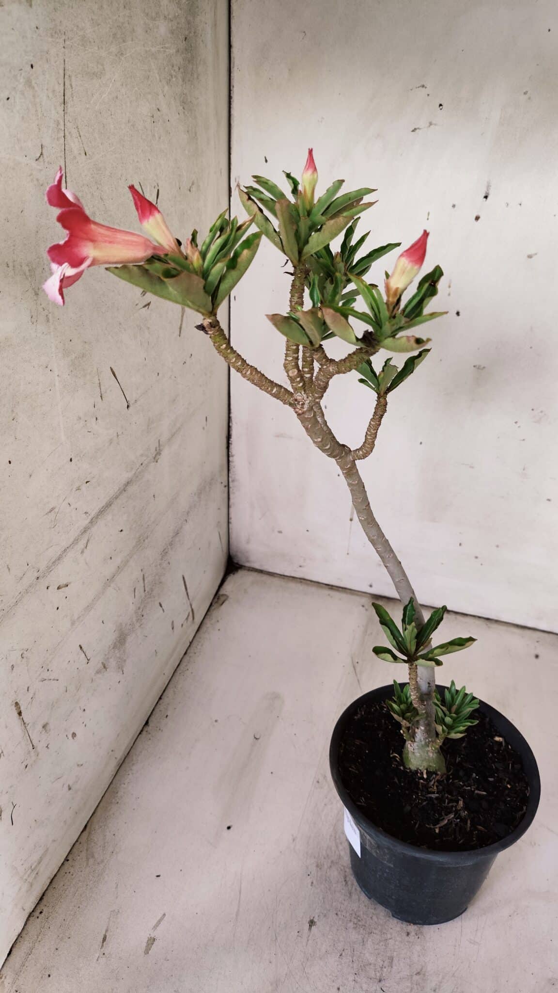Planta Simples 2869  – 30cm – 02 anos