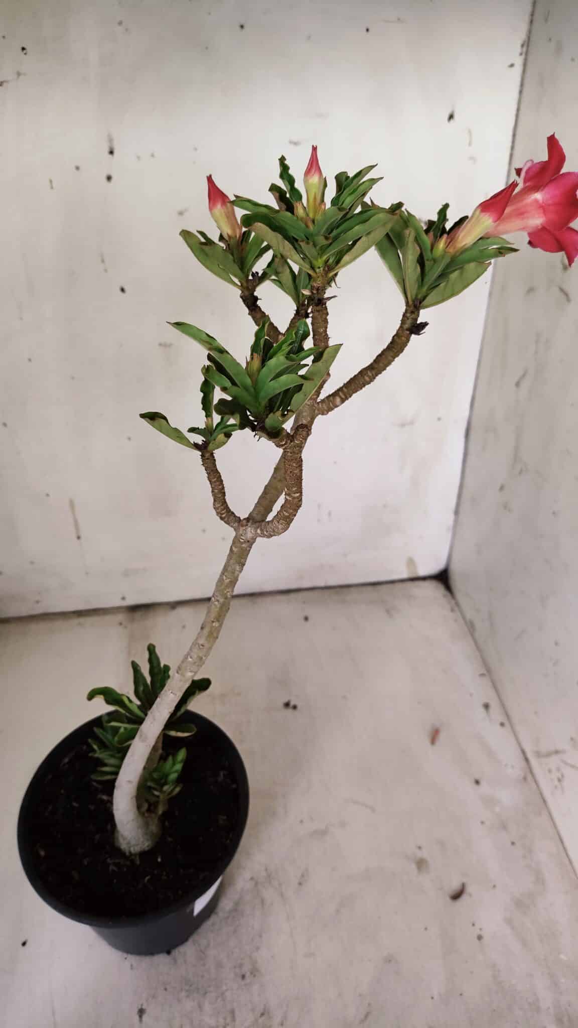 Planta Simples 2869  – 30cm – 02 anos