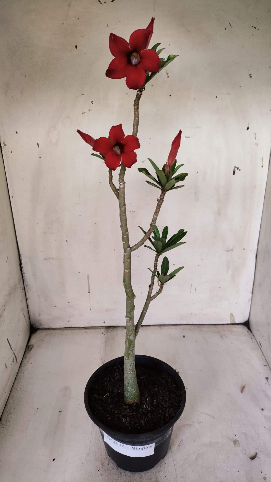 Planta Simples 2870  – 30cm – 02 anos