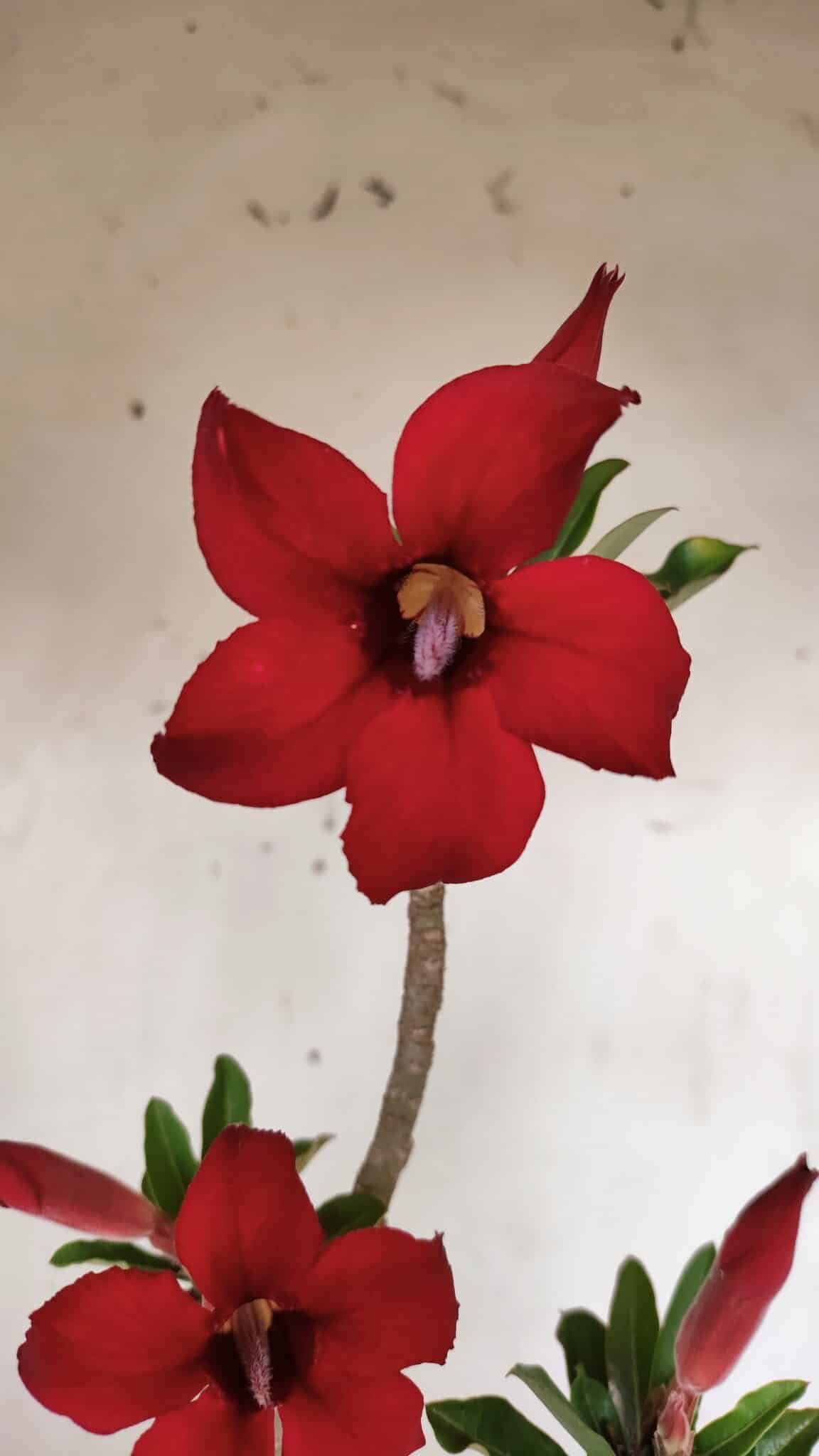 Planta Simples 2870  – 30cm – 02 anos