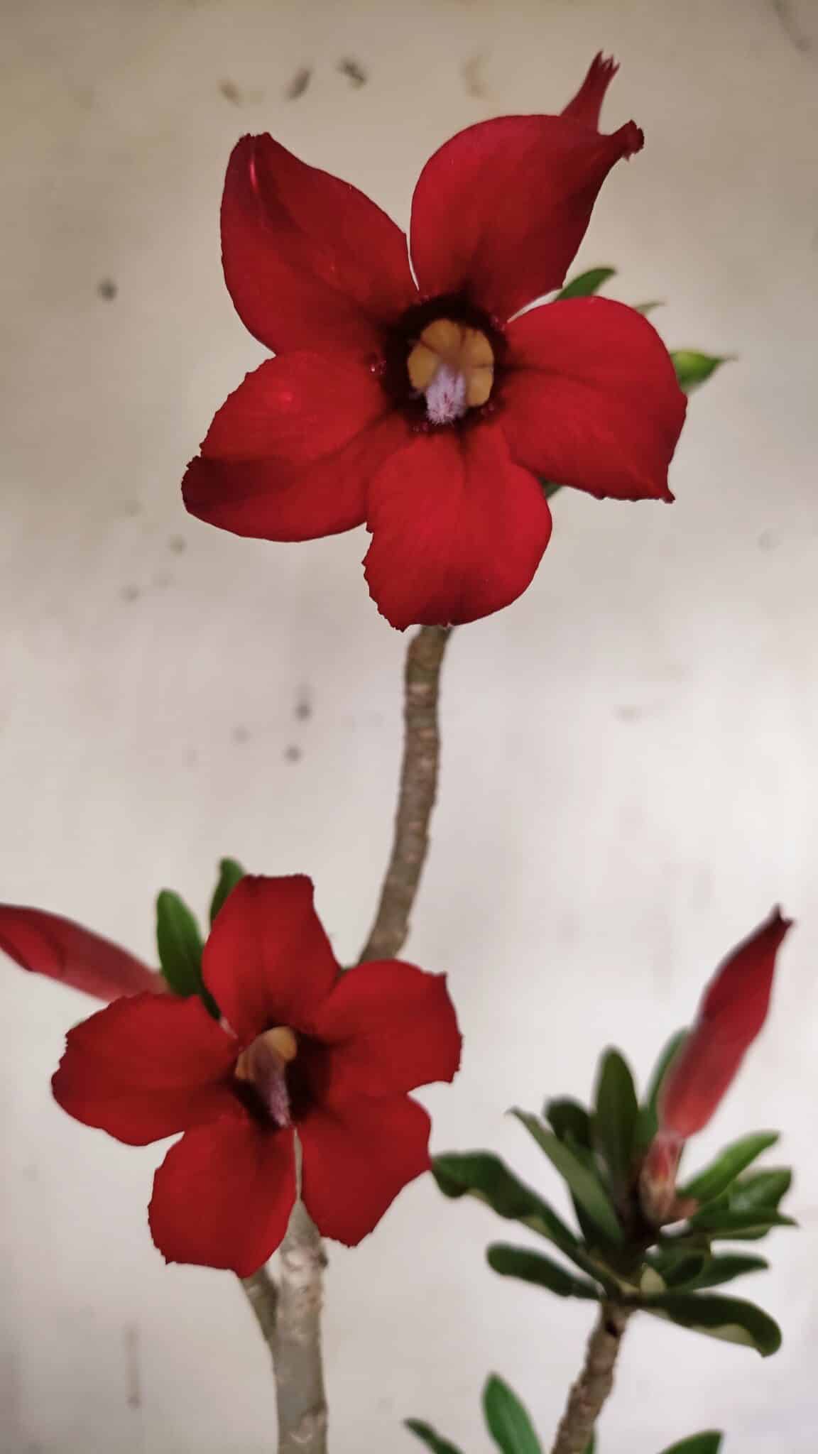 Planta Simples 2870  – 30cm – 02 anos