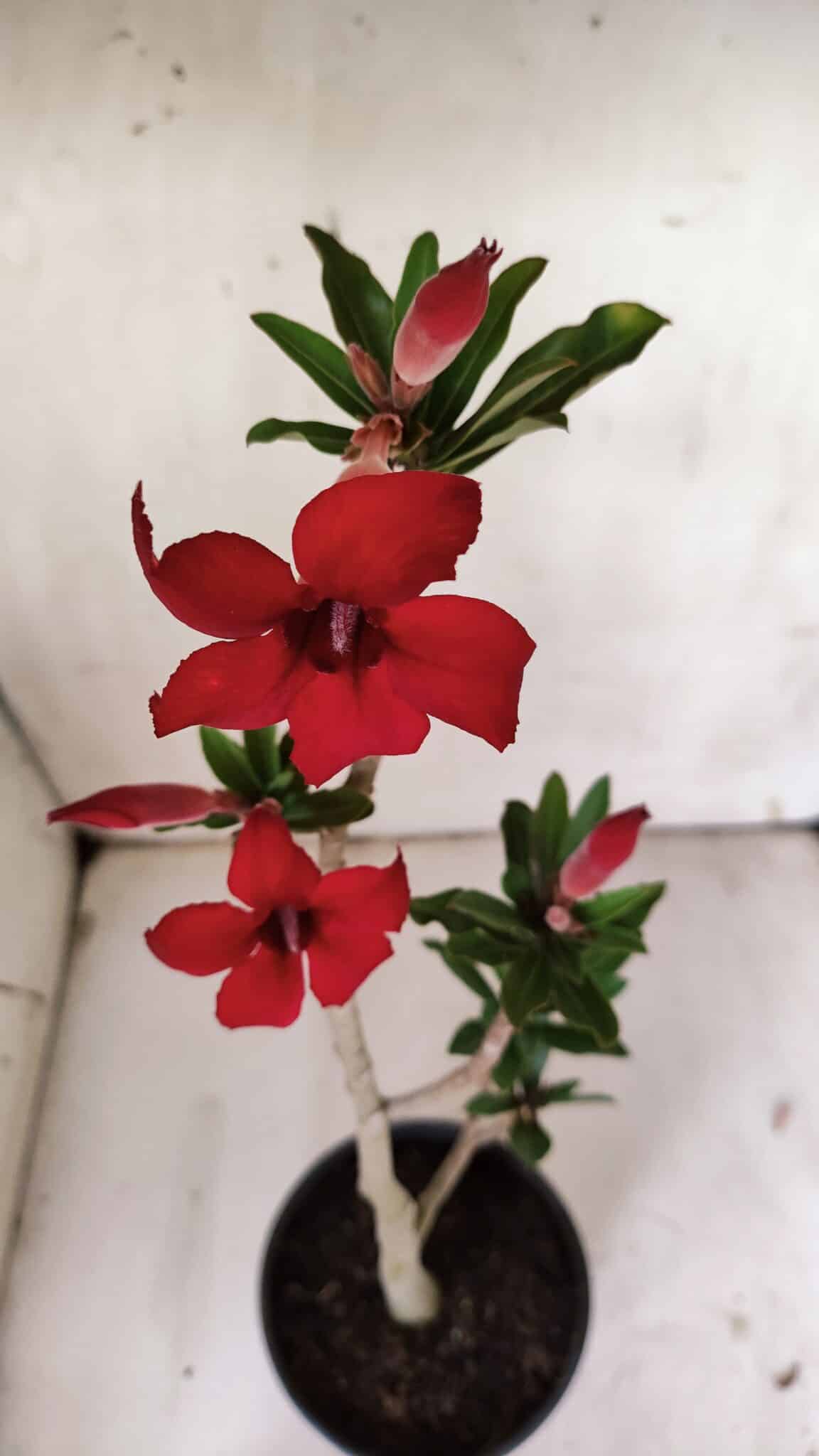Planta Simples 2870  – 30cm – 02 anos