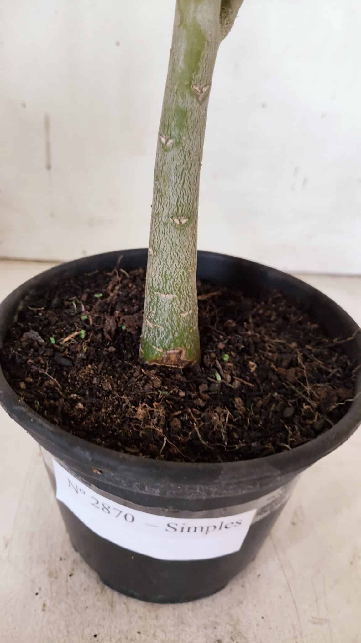 Planta Simples 2870  – 30cm – 02 anos