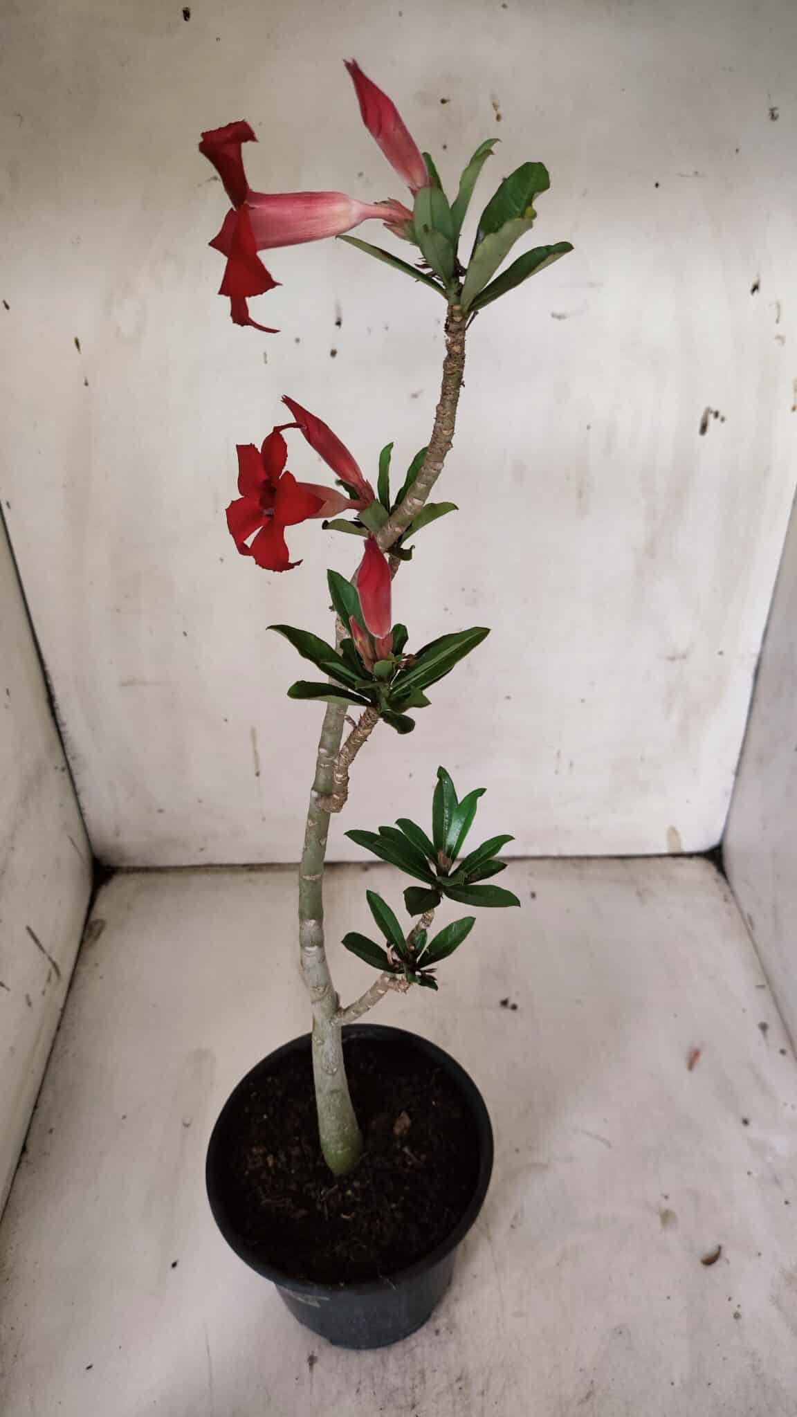 Planta Simples 2870  – 30cm – 02 anos