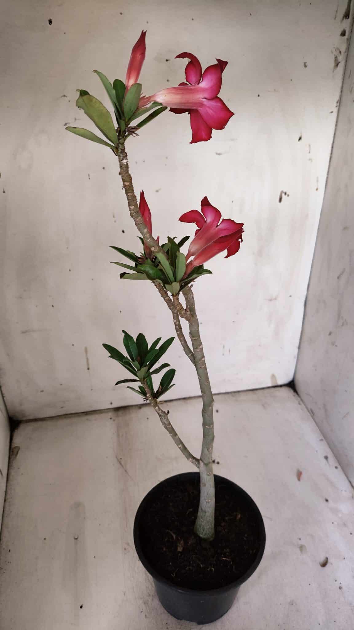 Planta Simples 2870  – 30cm – 02 anos
