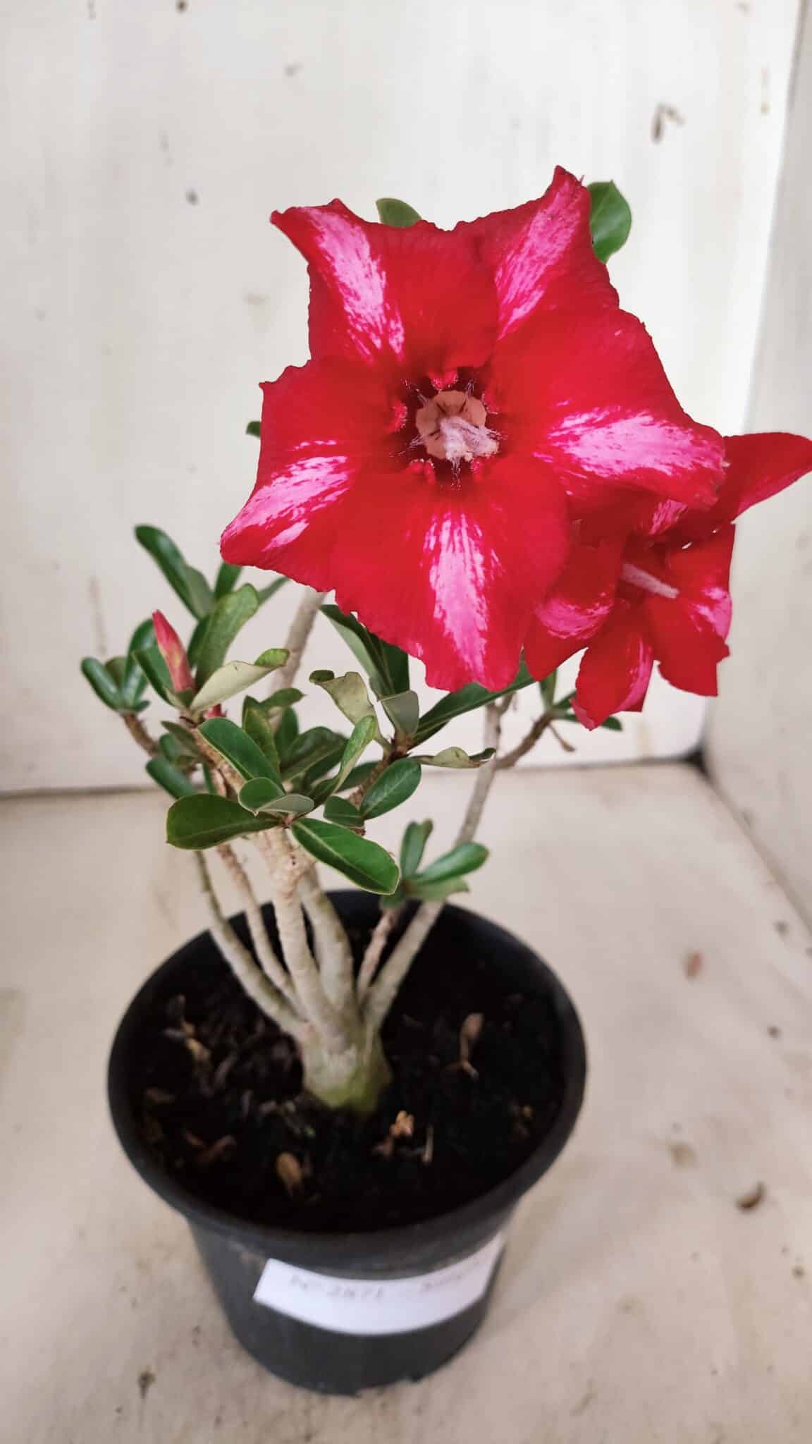 Planta Simples 2871  – 30cm – 02 anos
