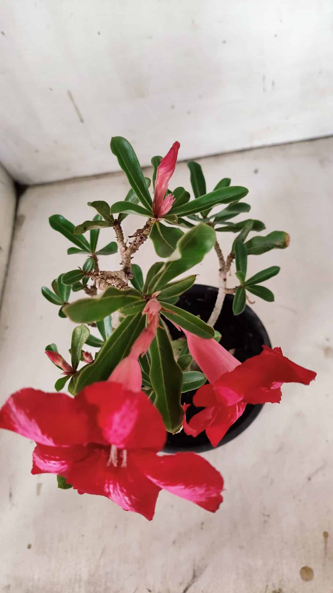 Planta Simples 2871  – 30cm – 02 anos