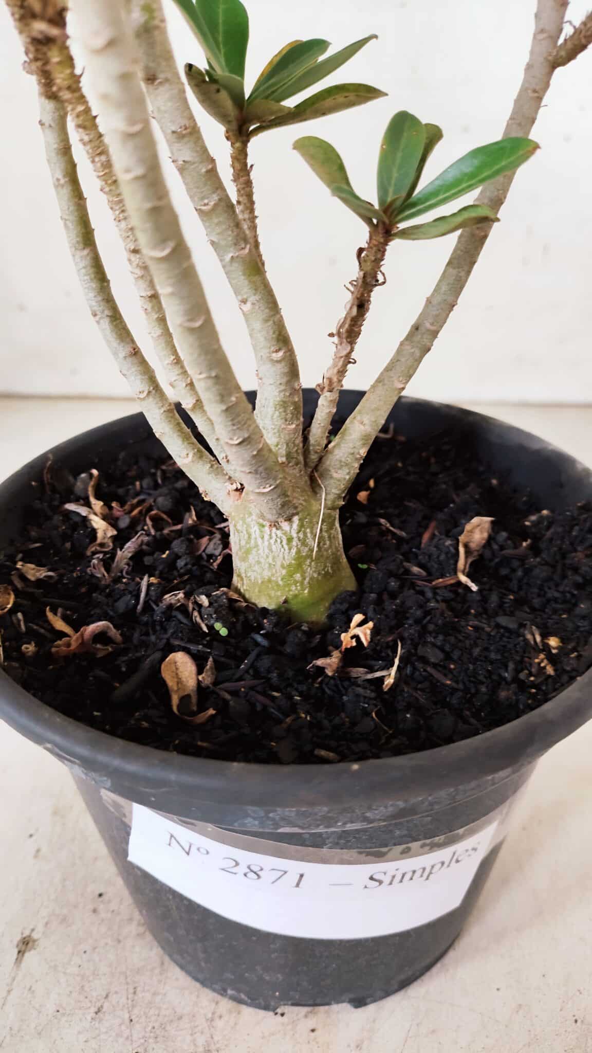 Planta Simples 2871  – 30cm – 02 anos