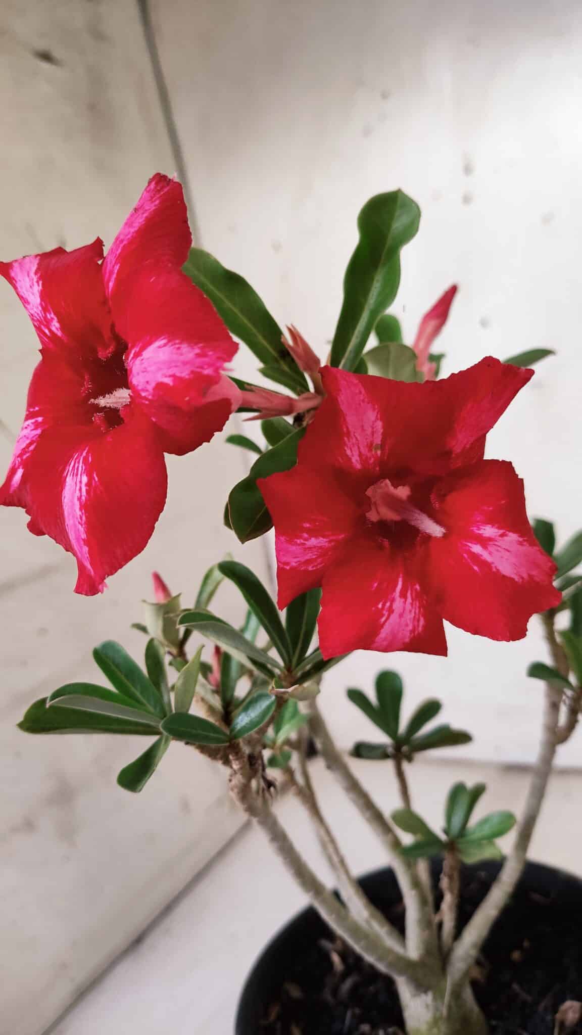 Planta Simples 2871  – 30cm – 02 anos
