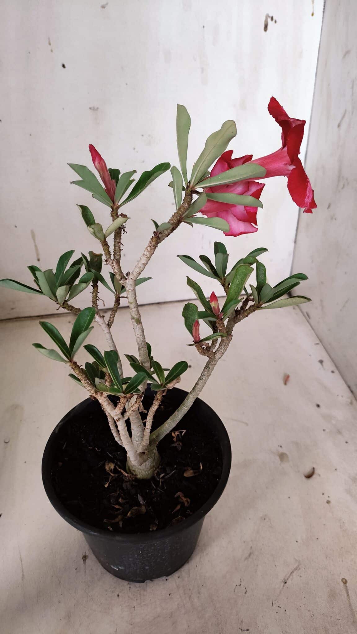 Planta Simples 2871  – 30cm – 02 anos