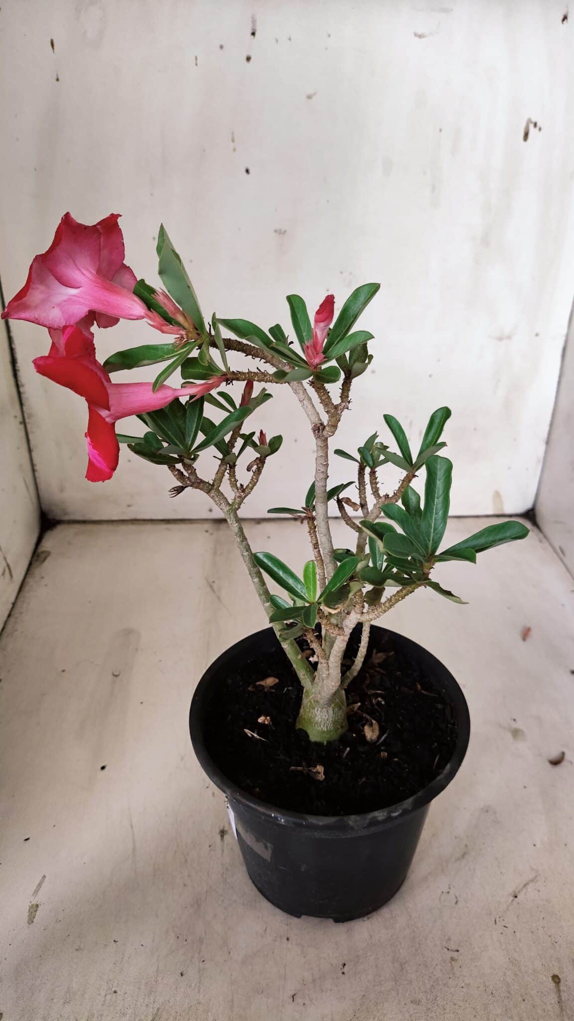 Planta Simples 2871  – 30cm – 02 anos