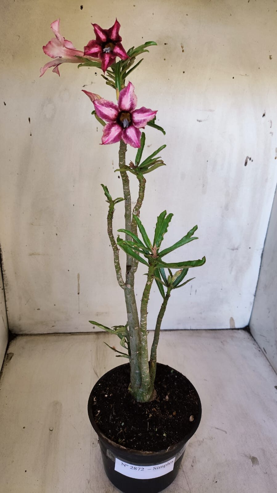 Planta Simples 2872  – 30cm – 02 anos