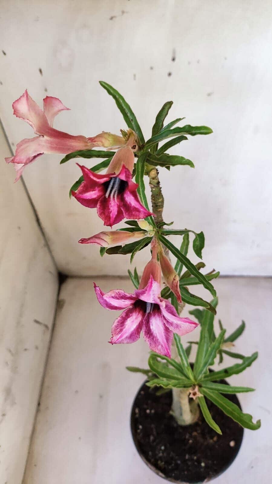 Planta Simples 2872  – 30cm – 02 anos