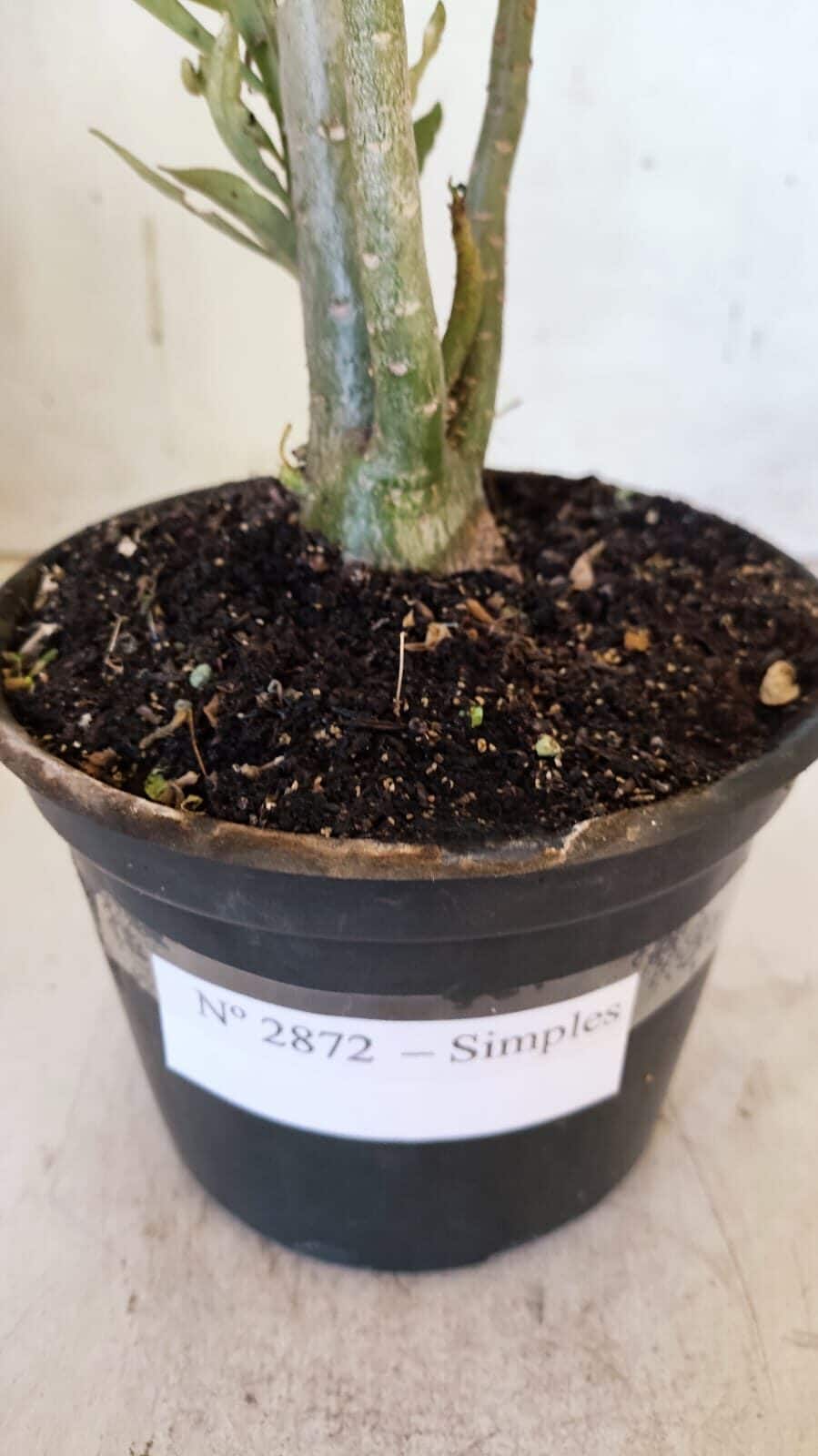 Planta Simples 2872  – 30cm – 02 anos