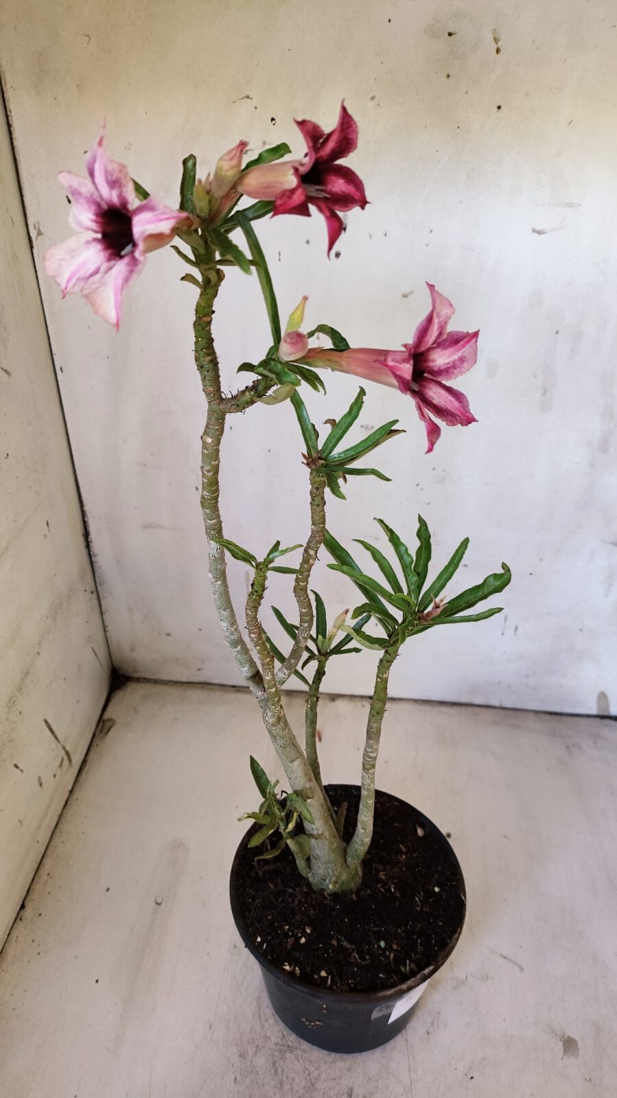 Planta Simples 2872  – 30cm – 02 anos