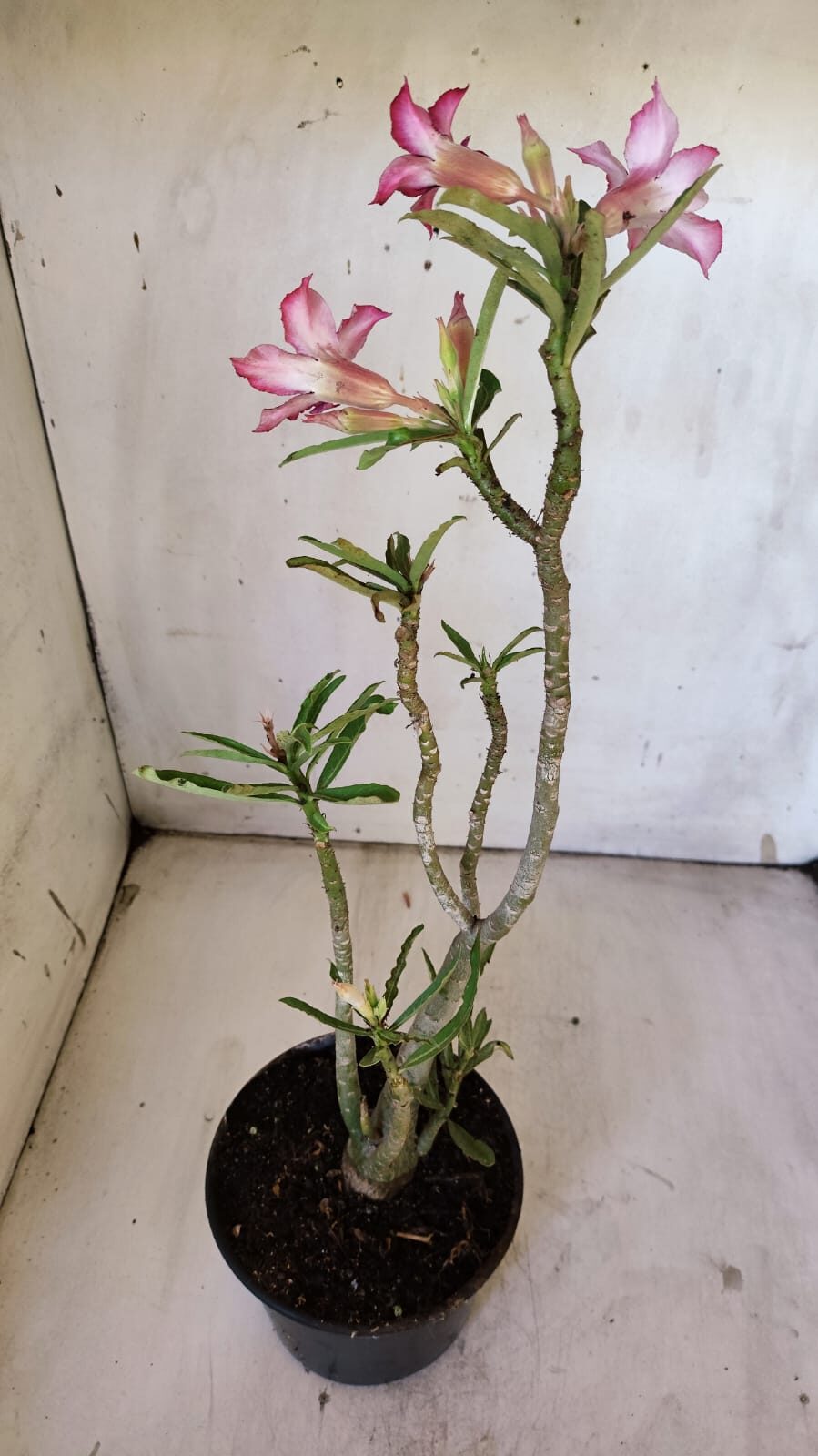 Planta Simples 2872  – 30cm – 02 anos
