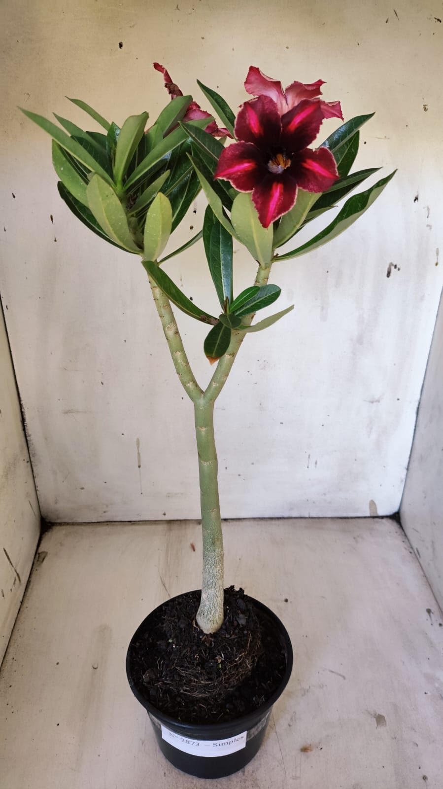 Planta Simples 2873  – 30cm – 02 anos
