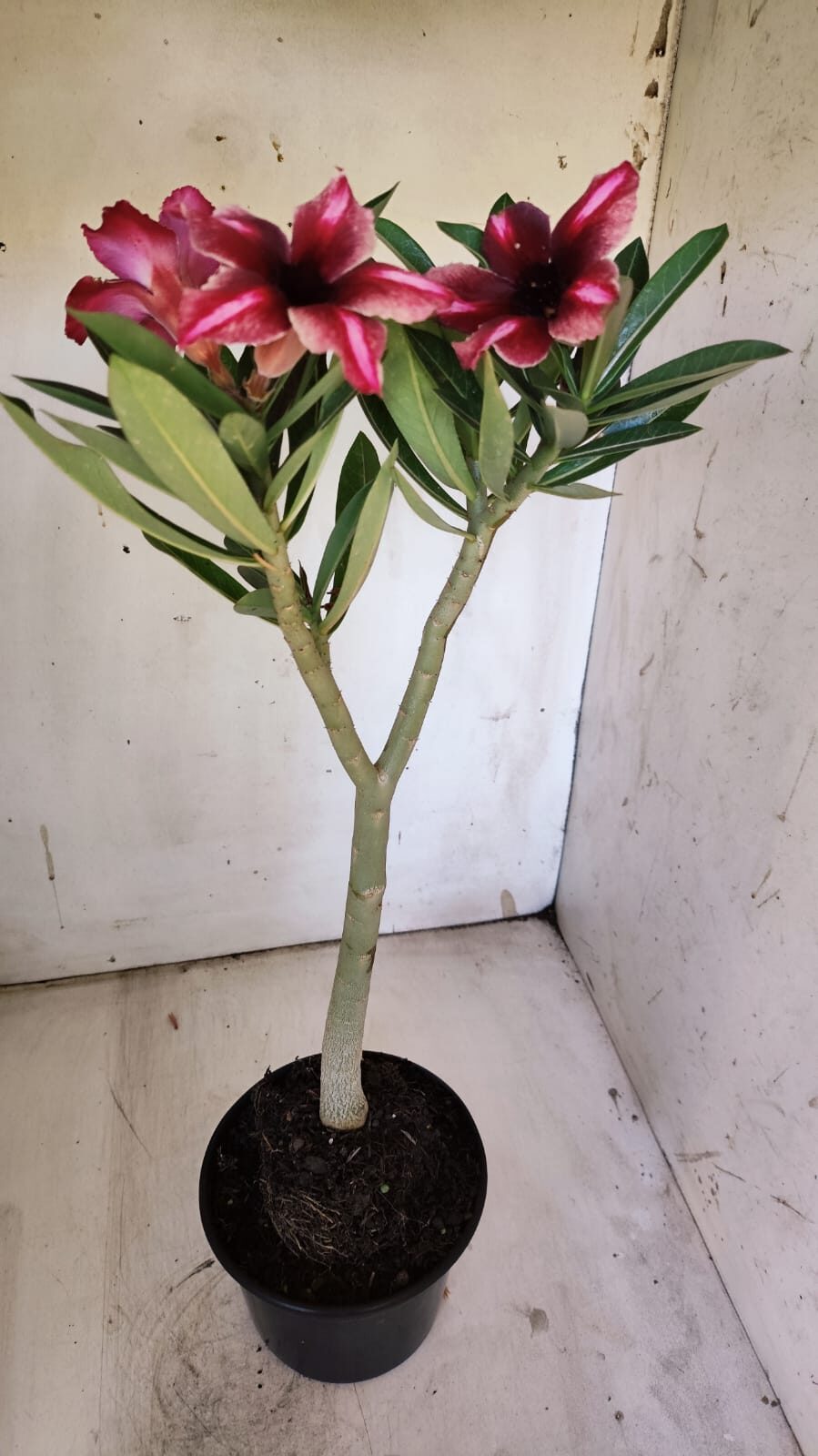 Planta Simples 2873  – 30cm – 02 anos