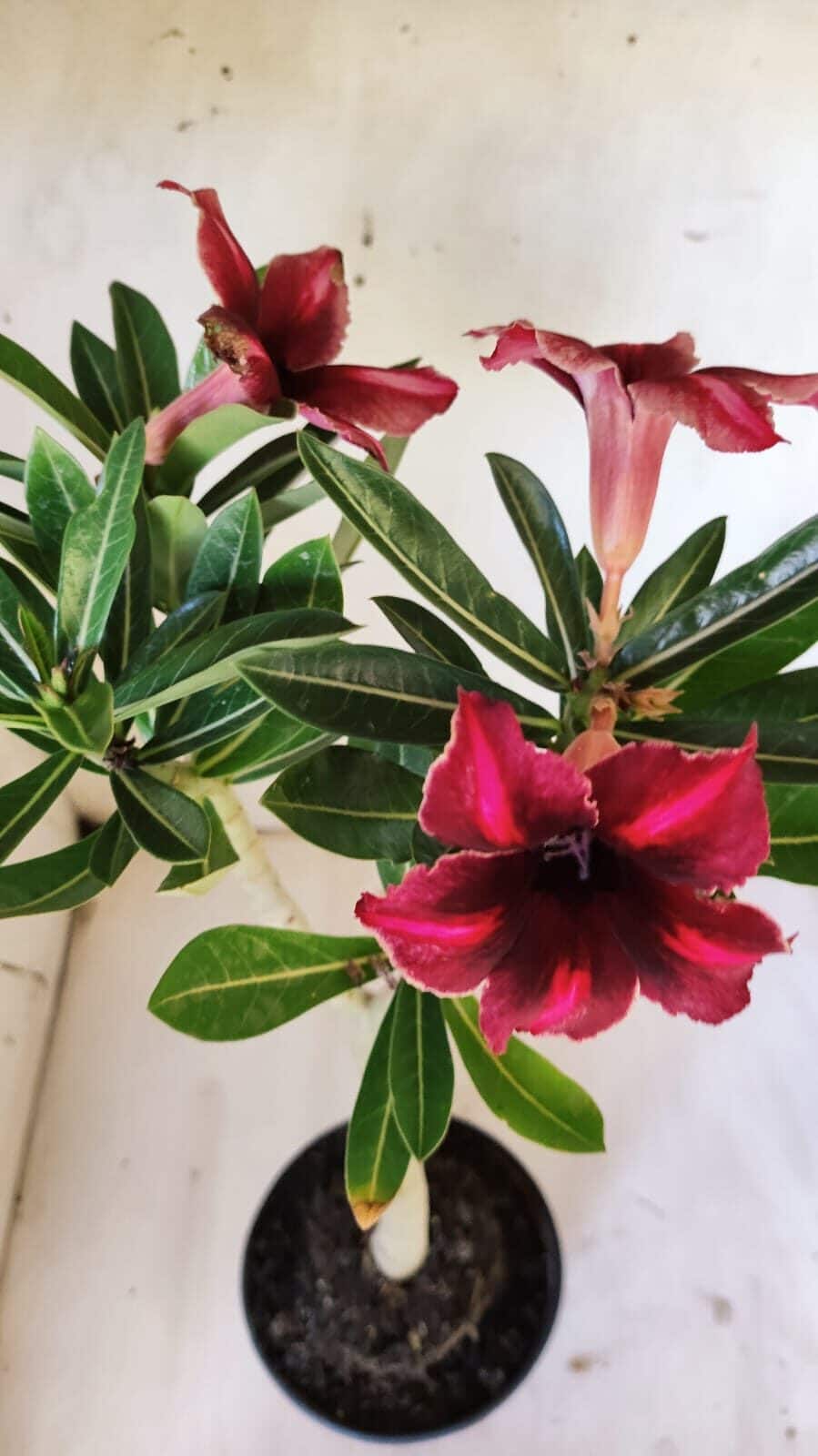 Planta Simples 2873  – 30cm – 02 anos
