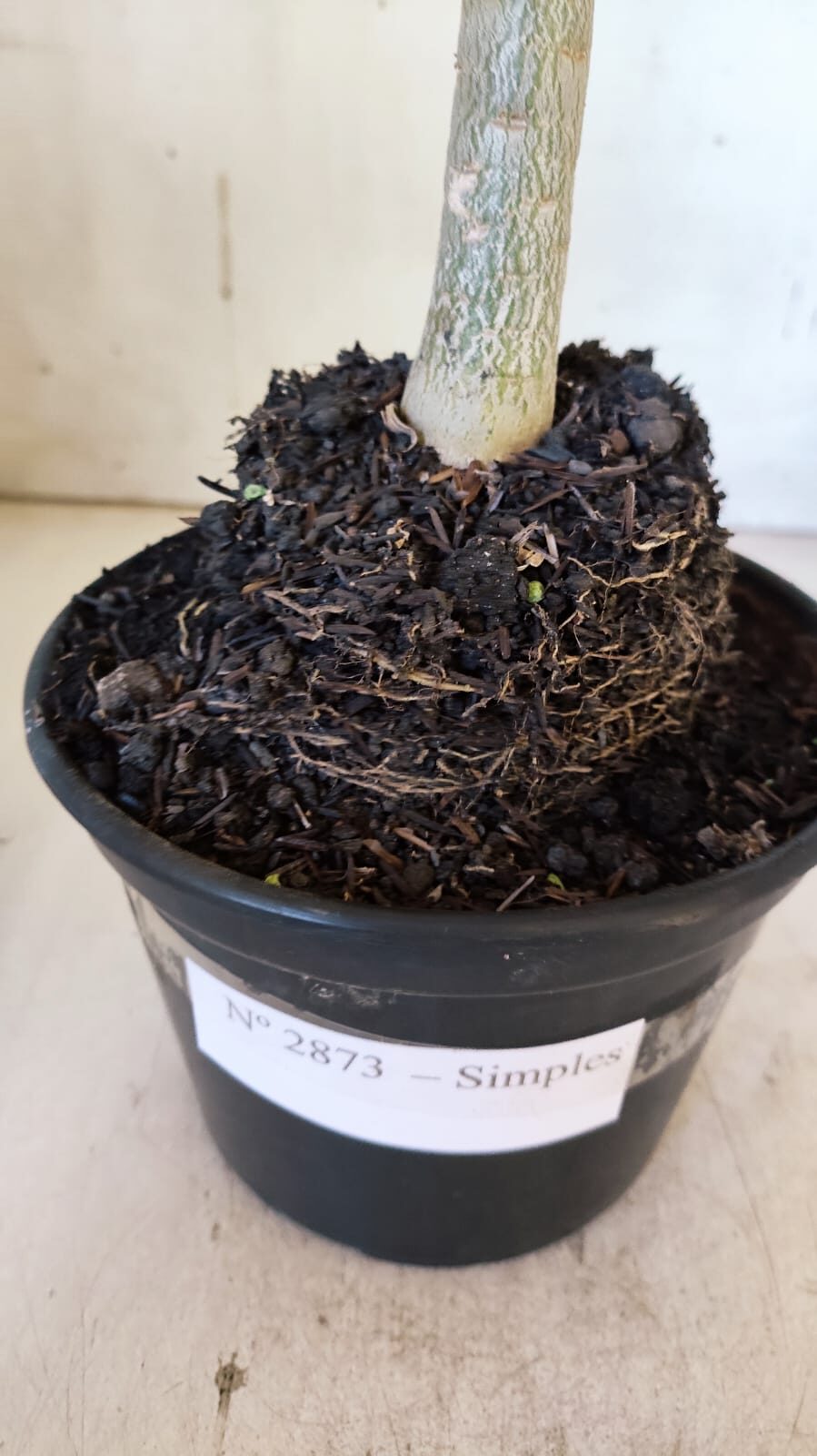 Planta Simples 2873  – 30cm – 02 anos