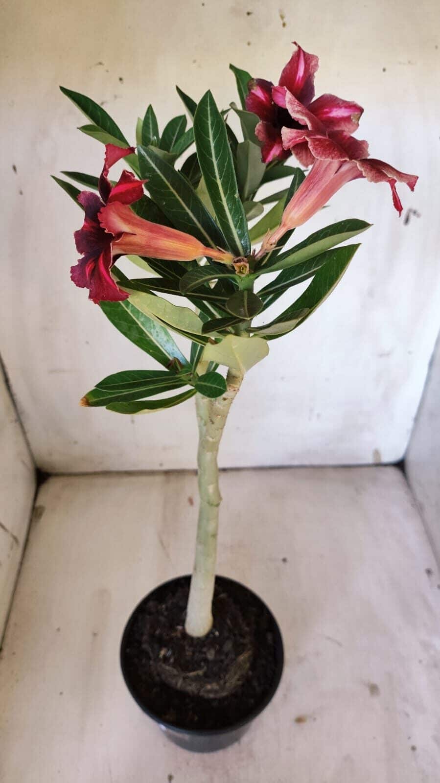 Planta Simples 2873  – 30cm – 02 anos