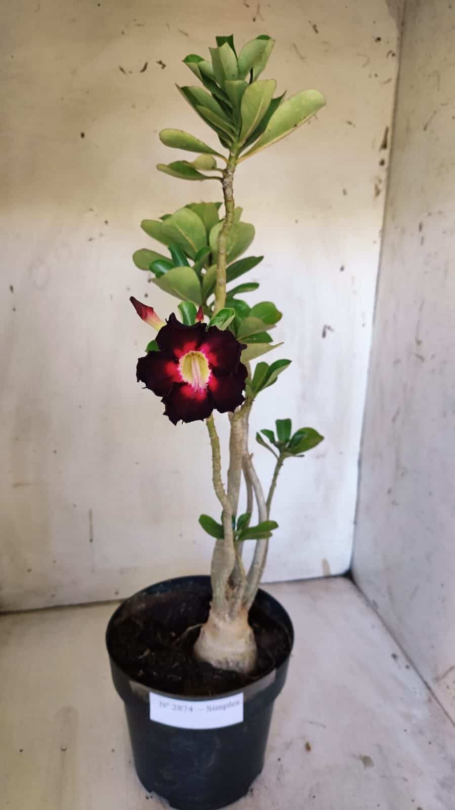 Planta Simples 2874  – 45cm – 03 anos