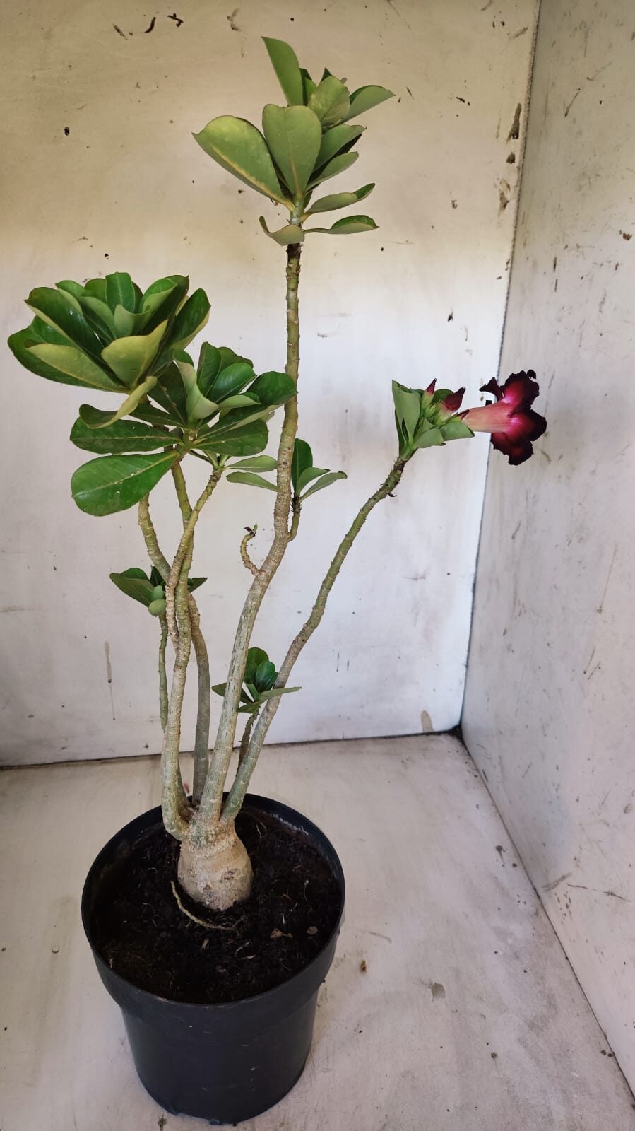 Planta Simples 2874  – 45cm – 03 anos
