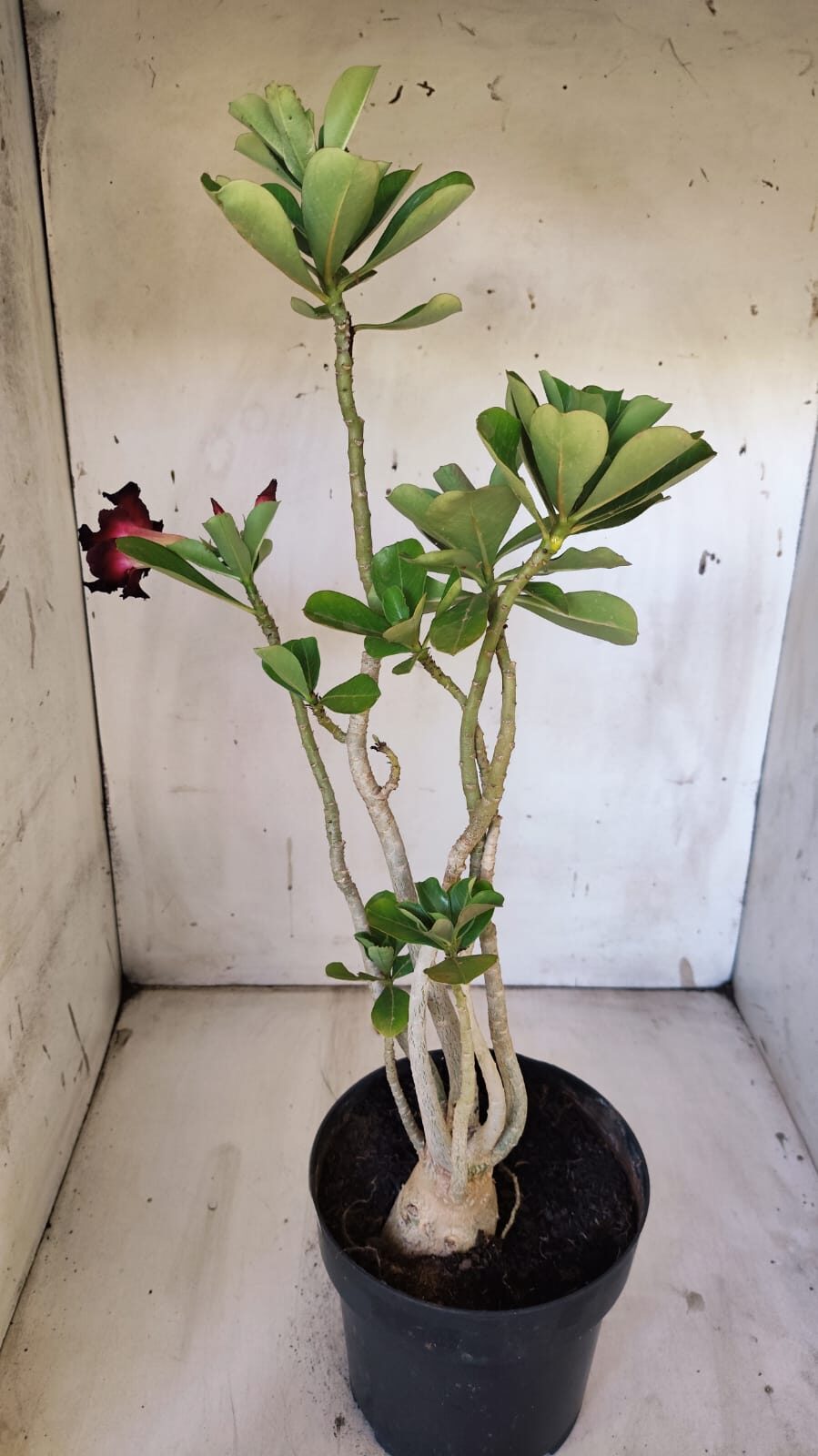 Planta Simples 2874  – 45cm – 03 anos