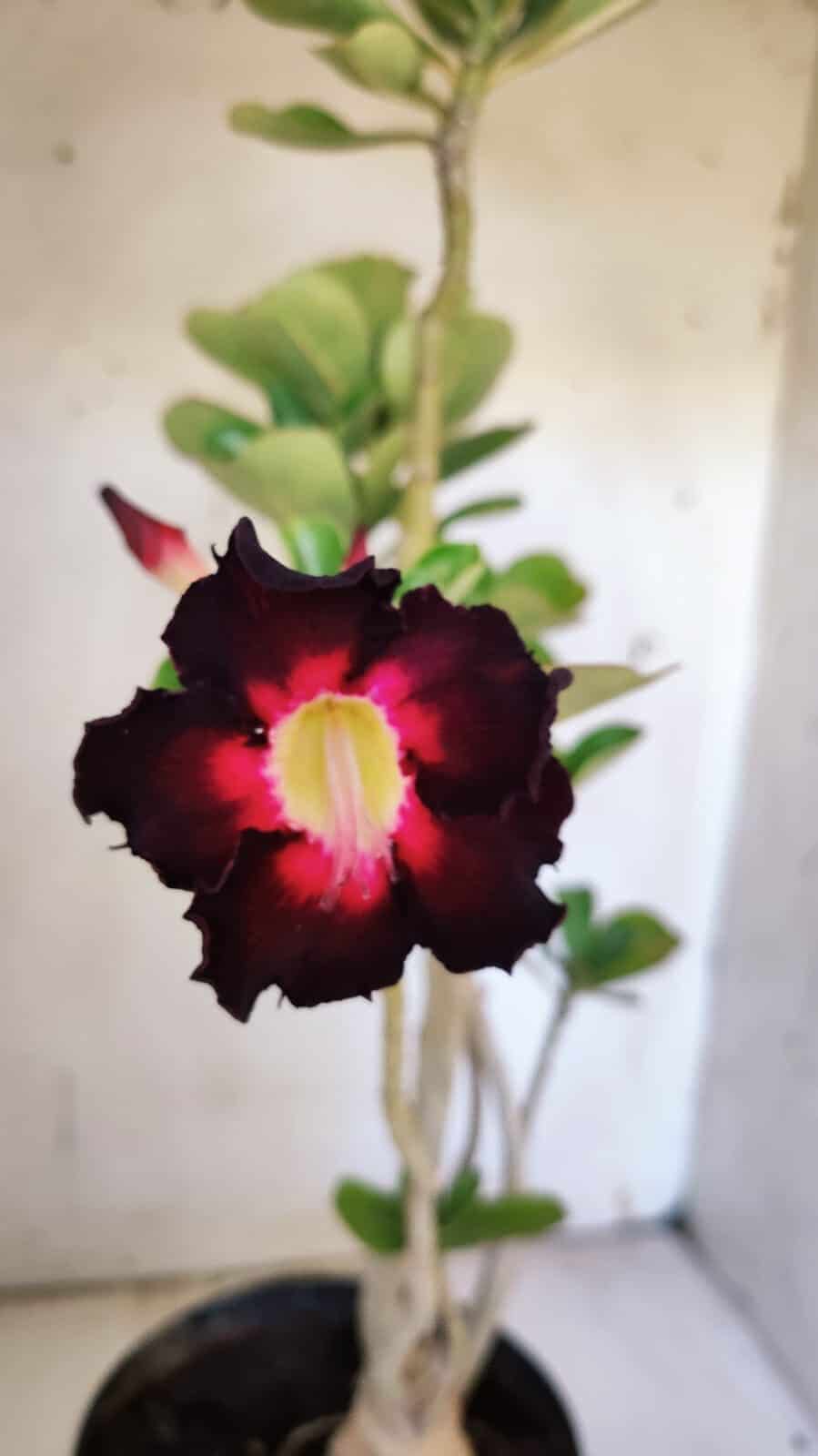 Planta Simples 2874  – 45cm – 03 anos