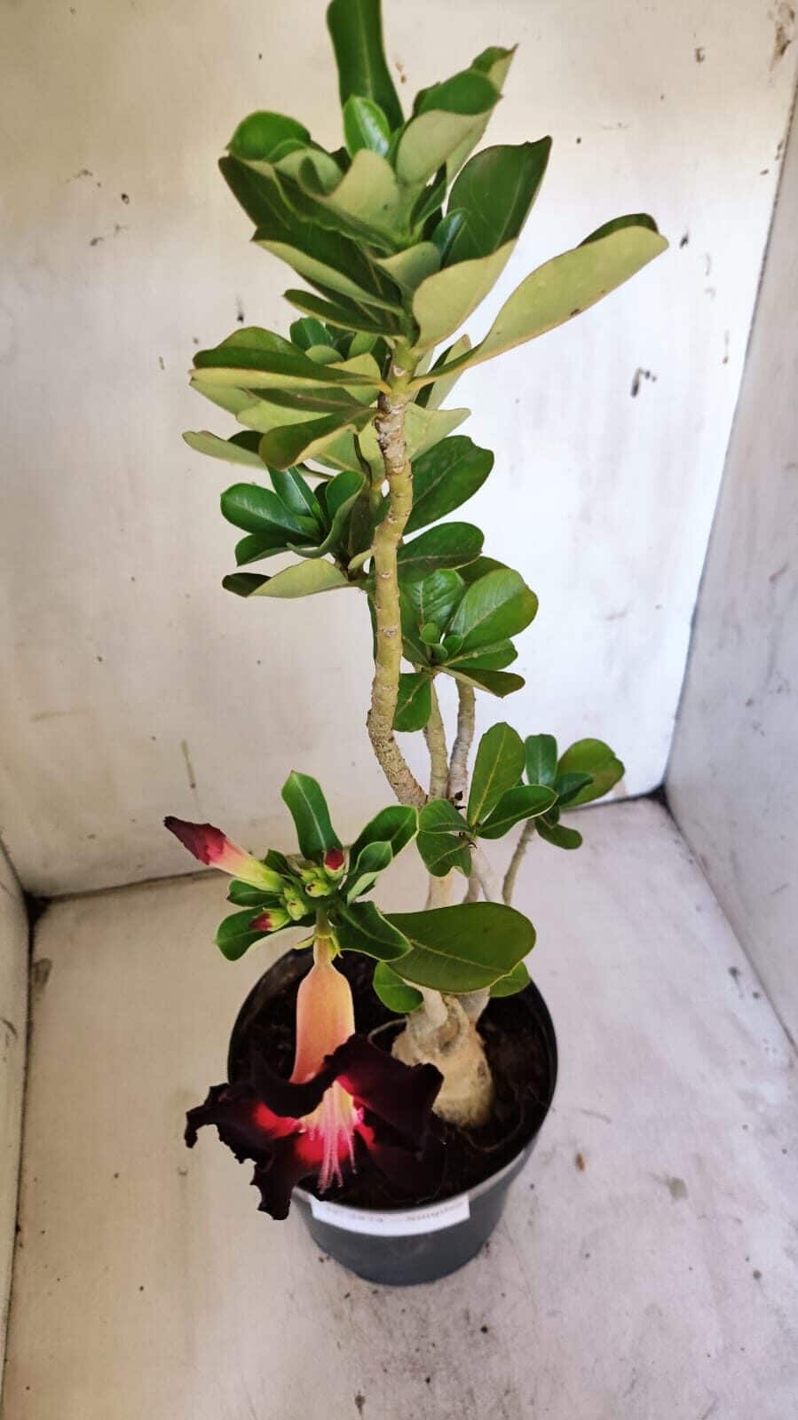 Planta Simples 2874  – 45cm – 03 anos