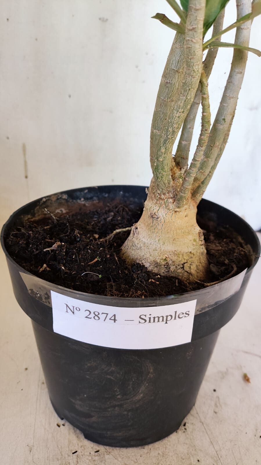 Planta Simples 2874  – 45cm – 03 anos