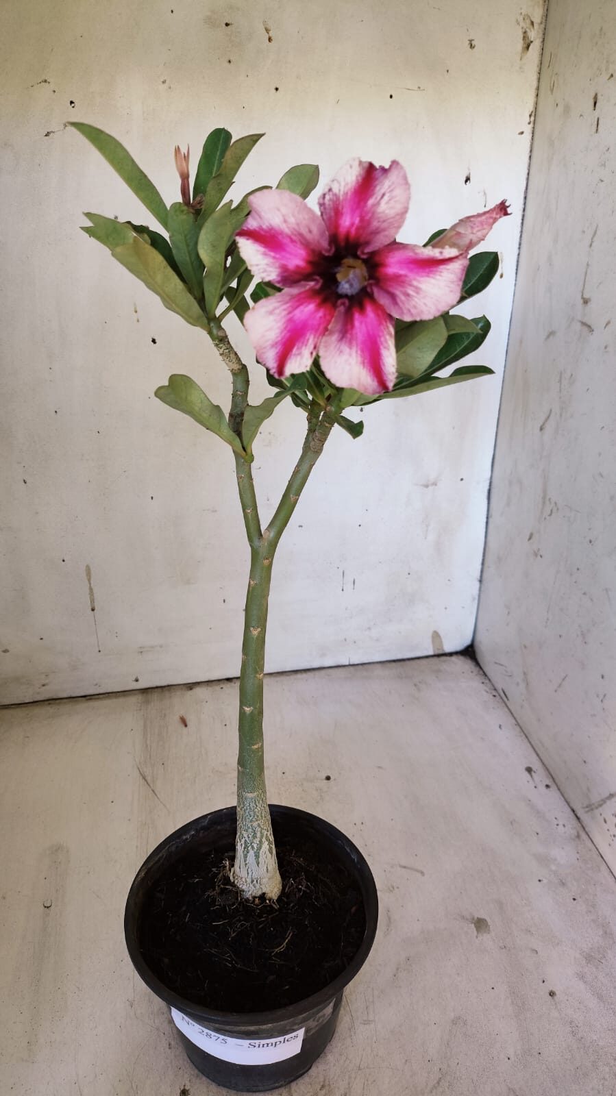 Planta Simples 2875  – 30cm – 02 anos
