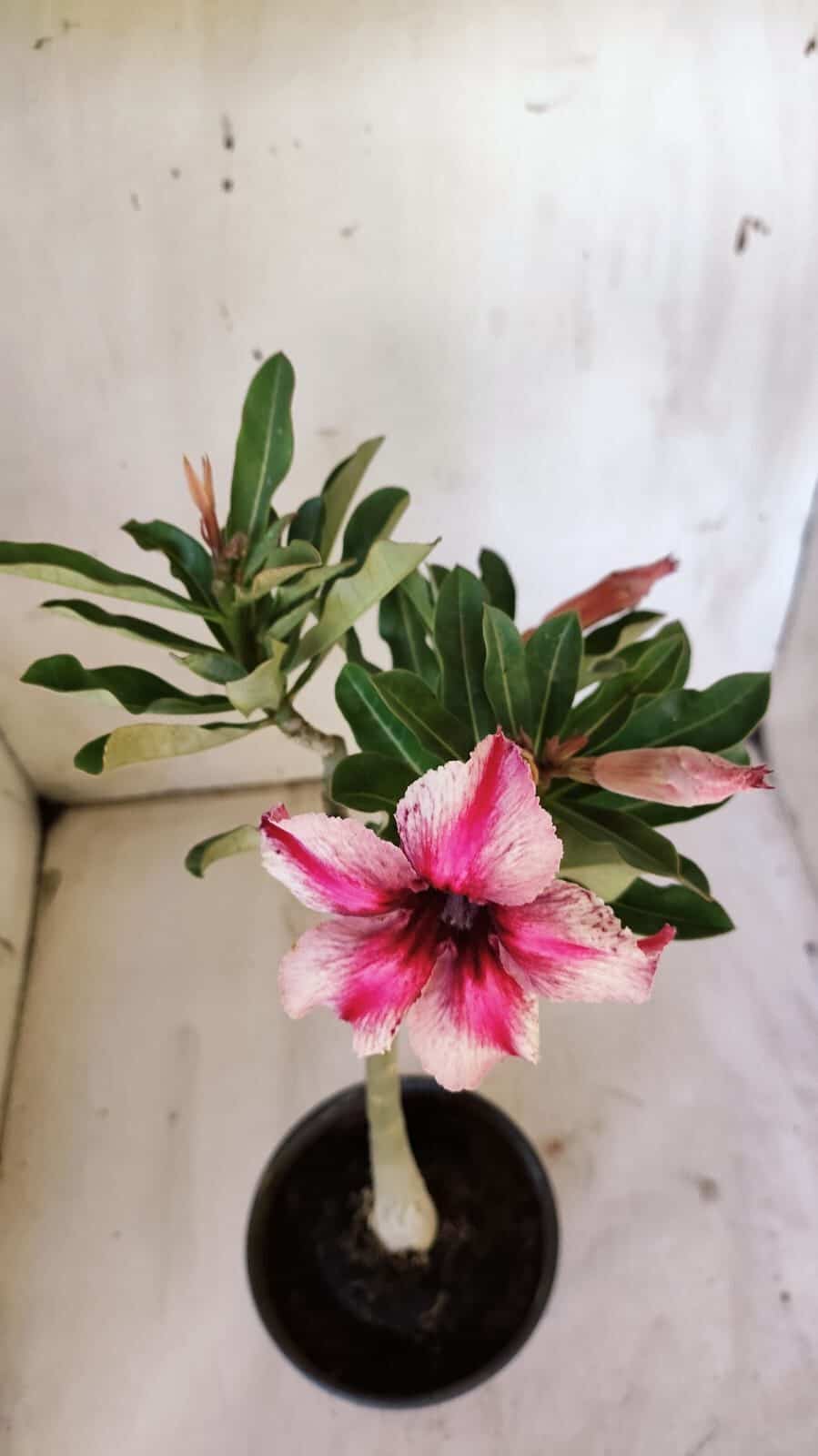 Planta Simples 2875  – 30cm – 02 anos