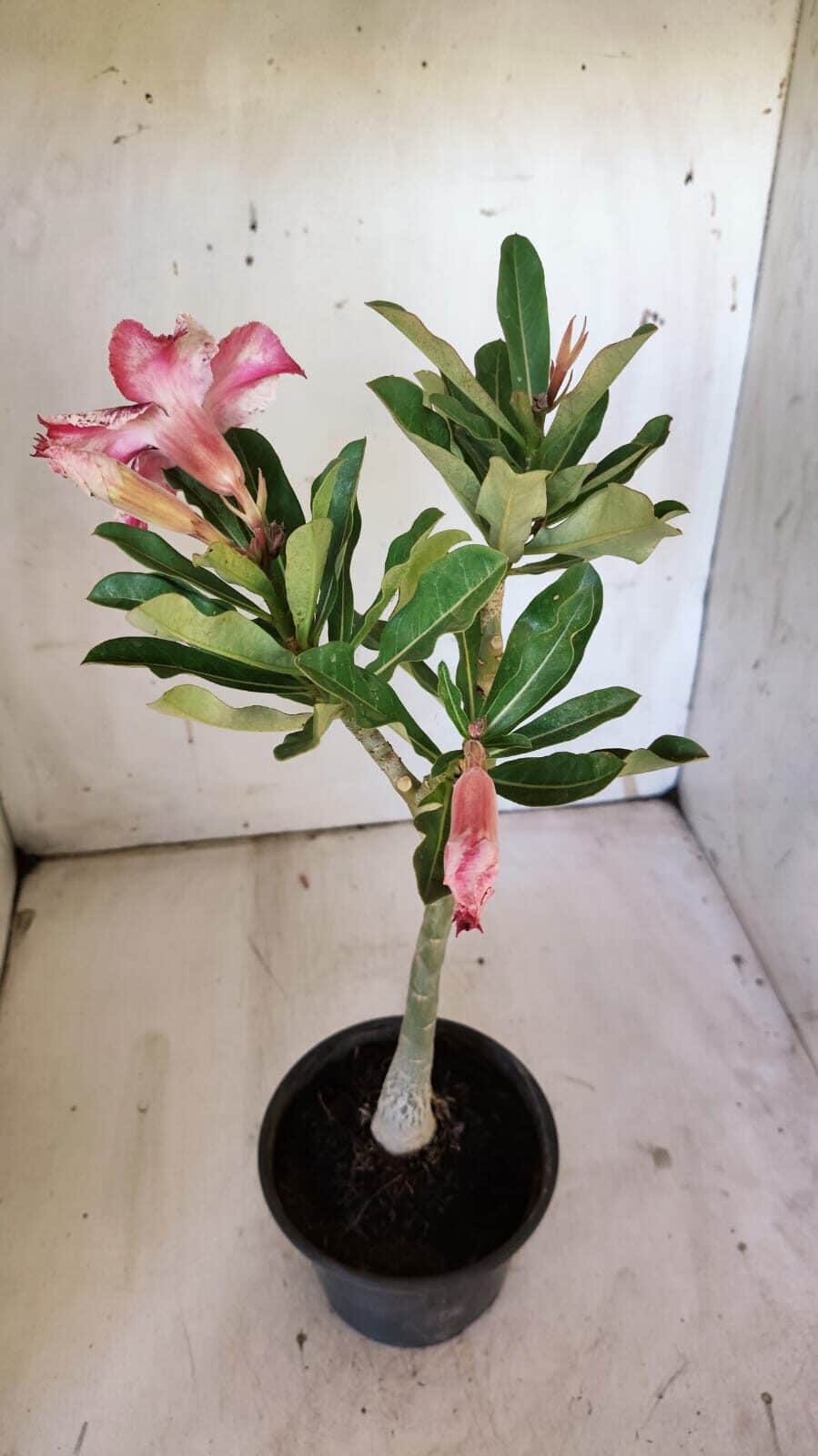 Planta Simples 2875  – 30cm – 02 anos
