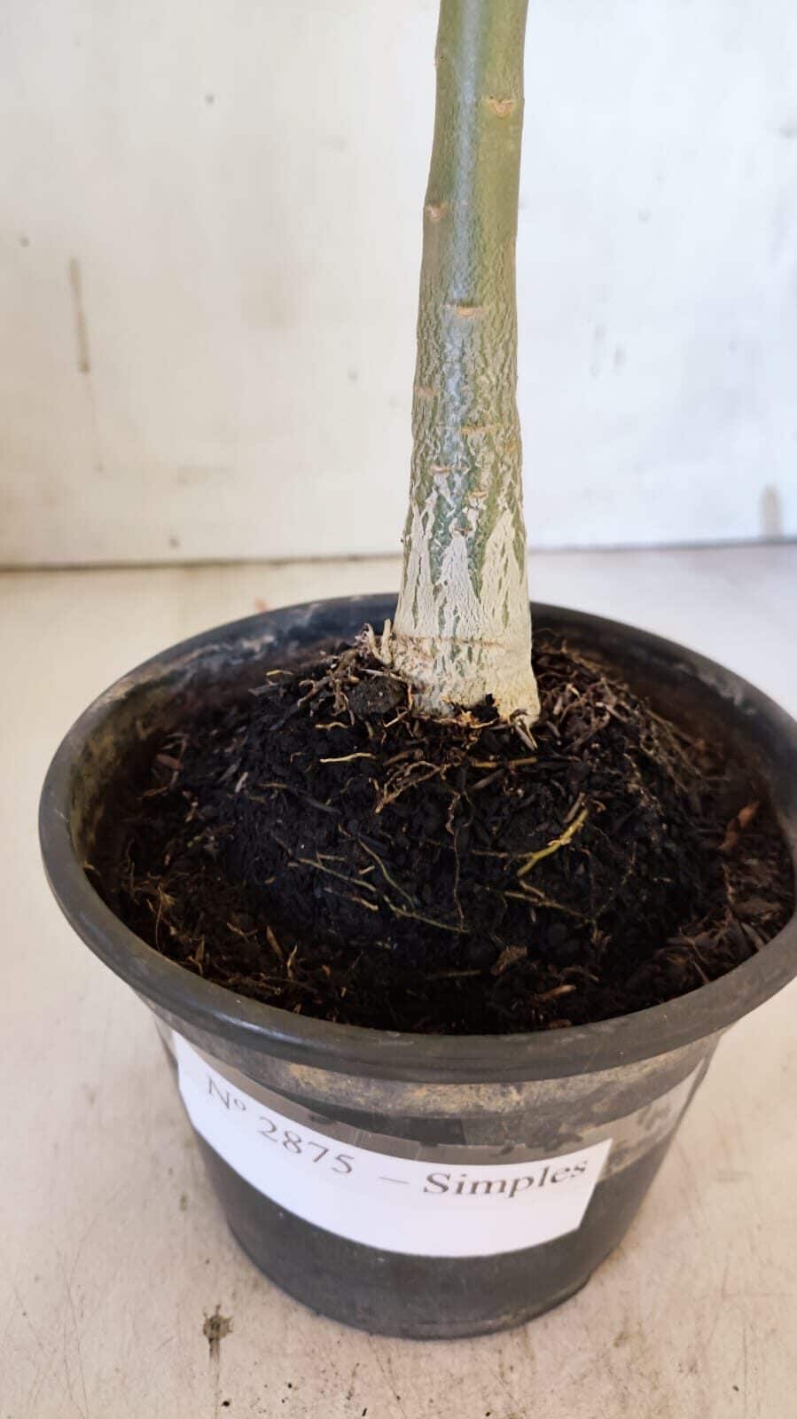 Planta Simples 2875  – 30cm – 02 anos