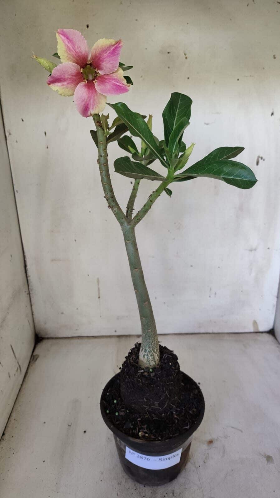 Planta Simples 2876  – 30cm – 02 anos