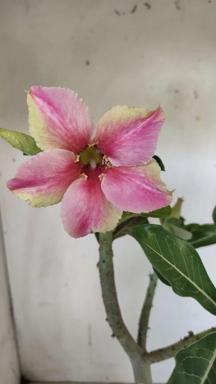 Planta Simples 2876  – 30cm – 02 anos